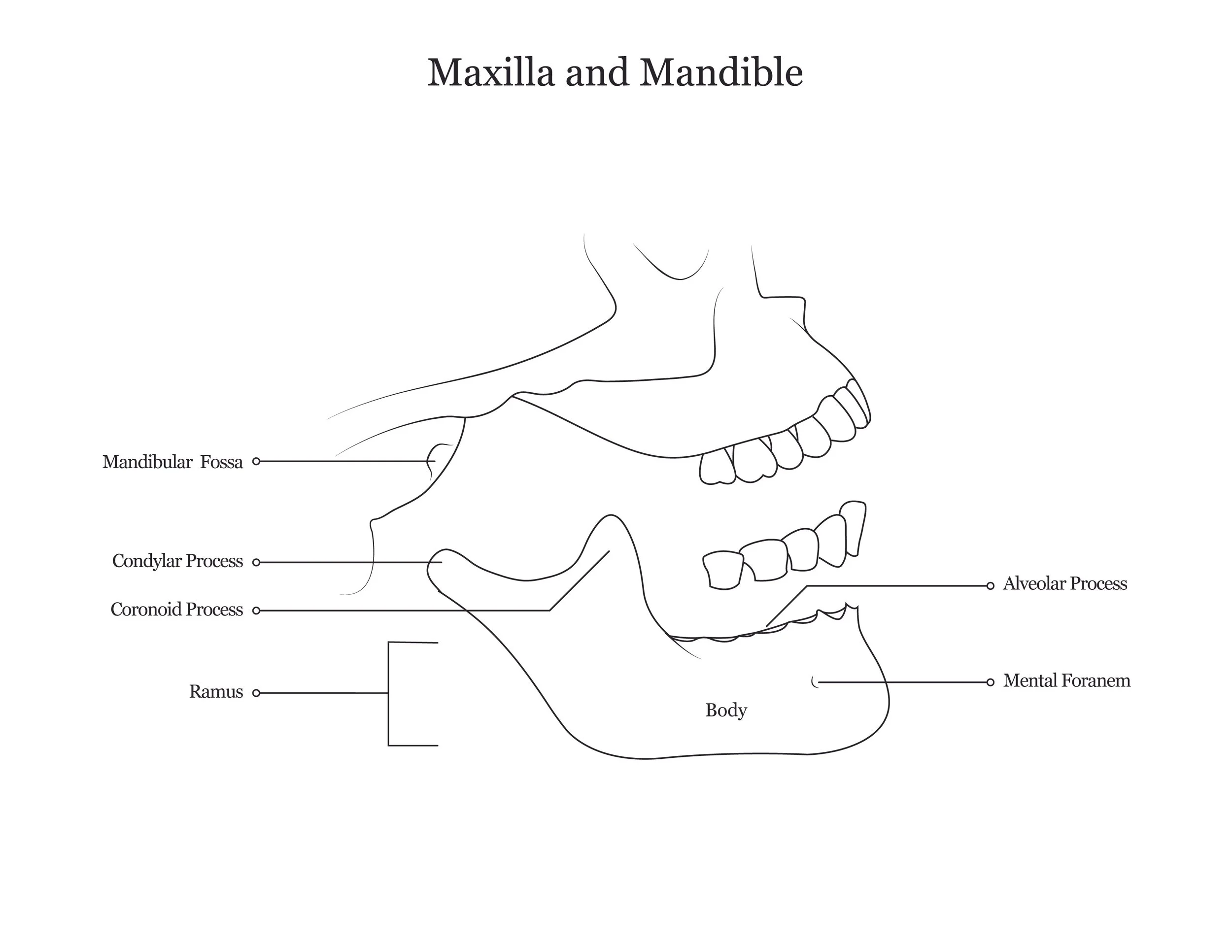 Lab dissection manual showing the maxilla and mandible of a human cranium. 