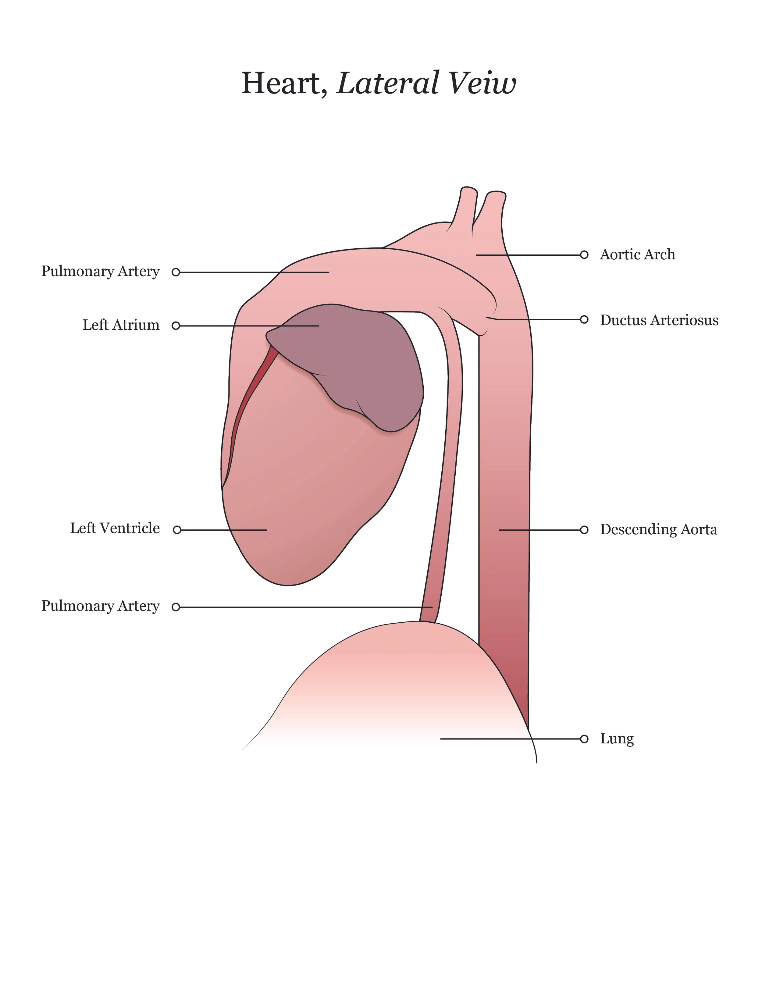 Fetal pig dissection manual showing a lateral view of the heart. 