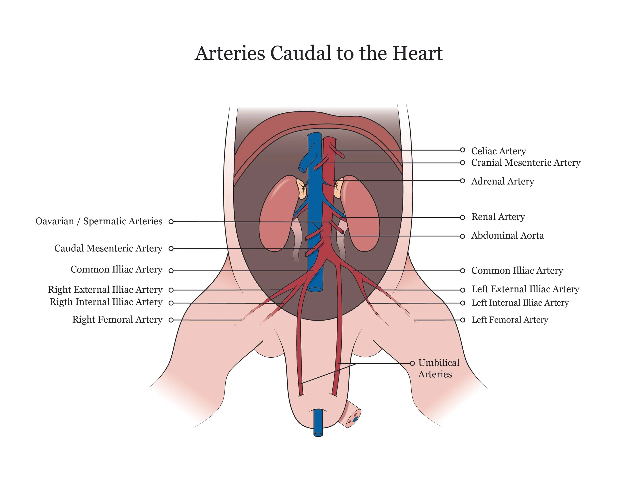 Fetal pig dissection manual showing arteries caudal to the heart. 