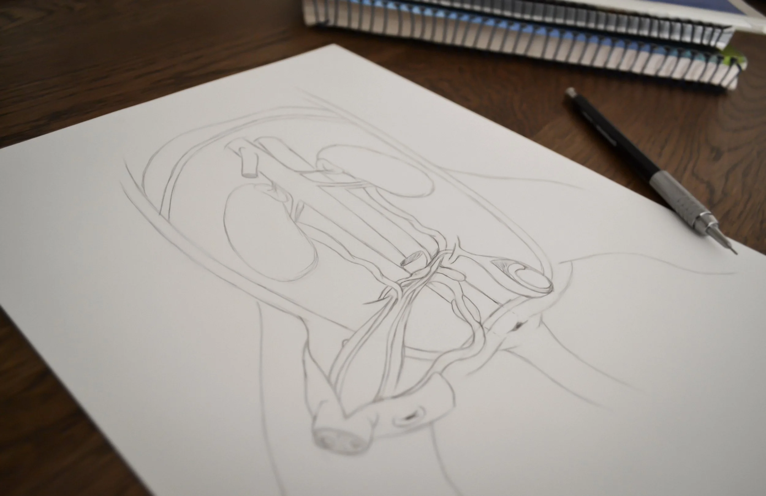 A close up of hand-drawn sketches featuring detailed anatomical diagrams of a fetal pig's organs..