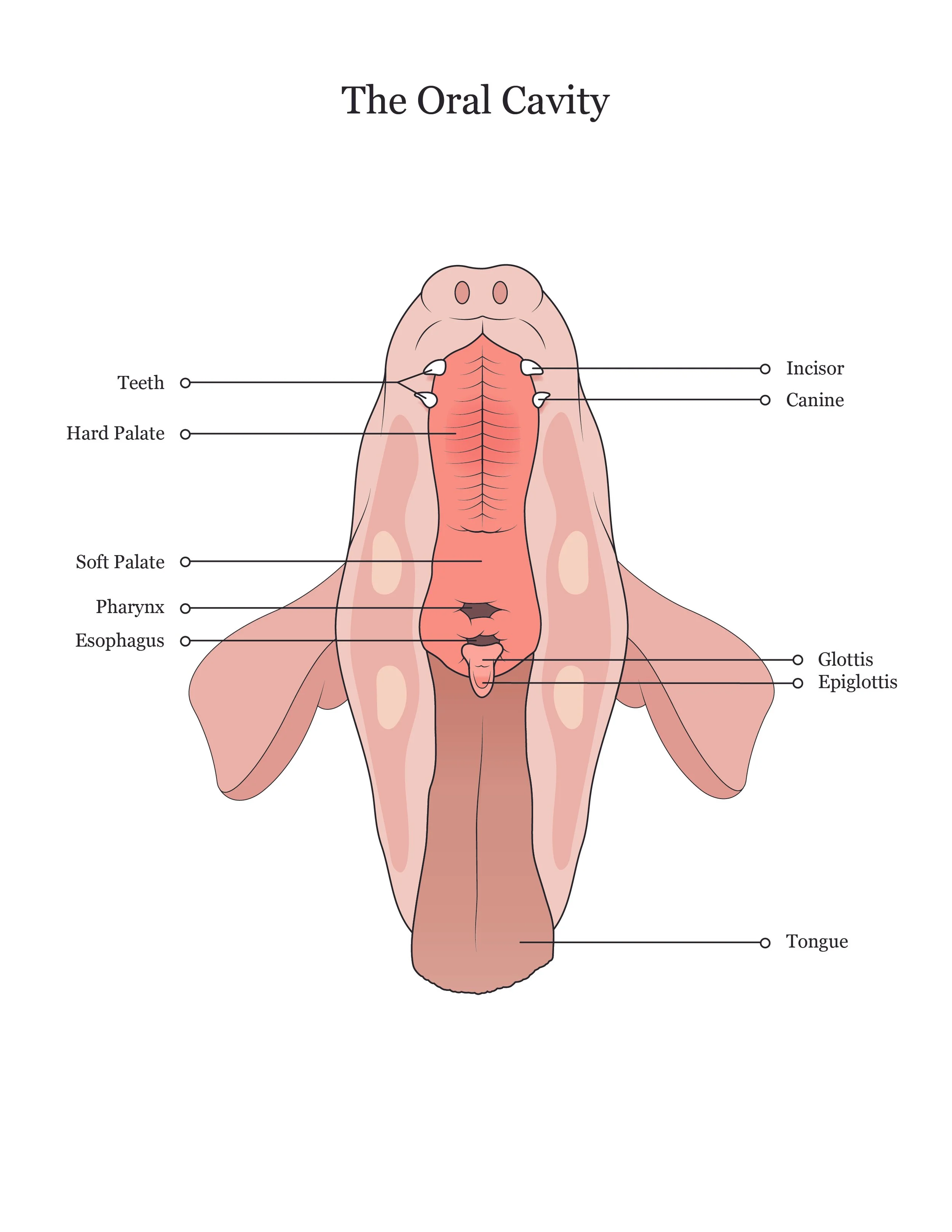 Fetal pig dissection manual showing the oral cavity. 