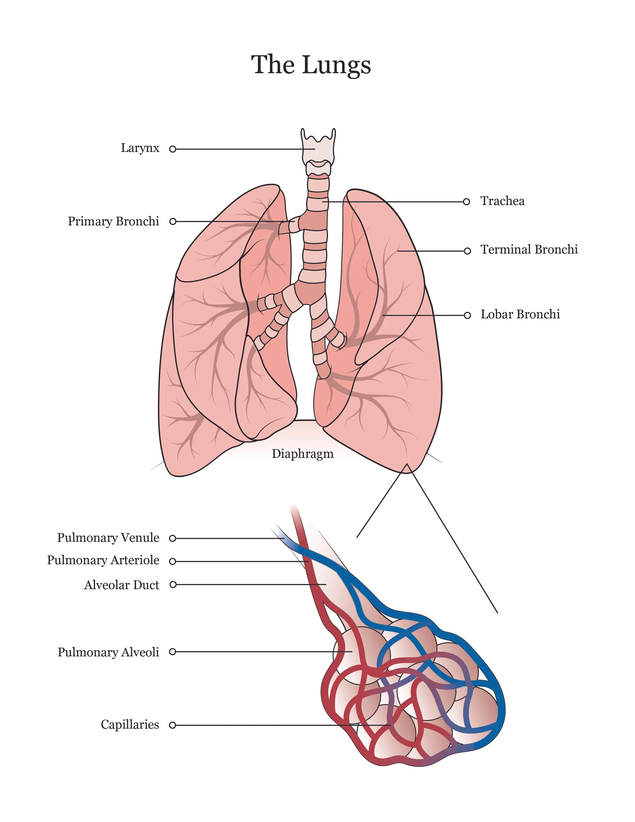 Fetal pig dissection manual showing the lungs. 