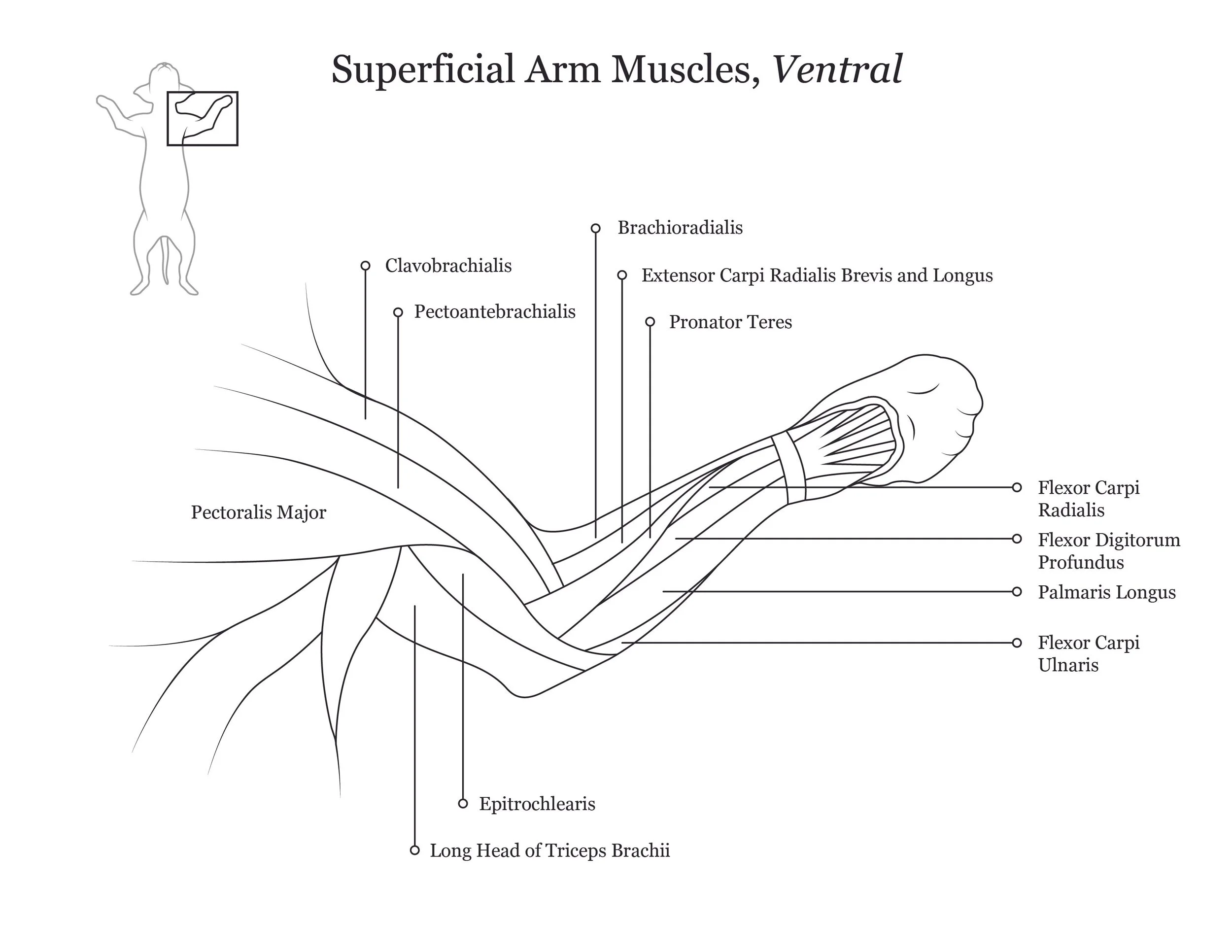 Cat dissection manual showing a ventral view of superficial arm muscles. 