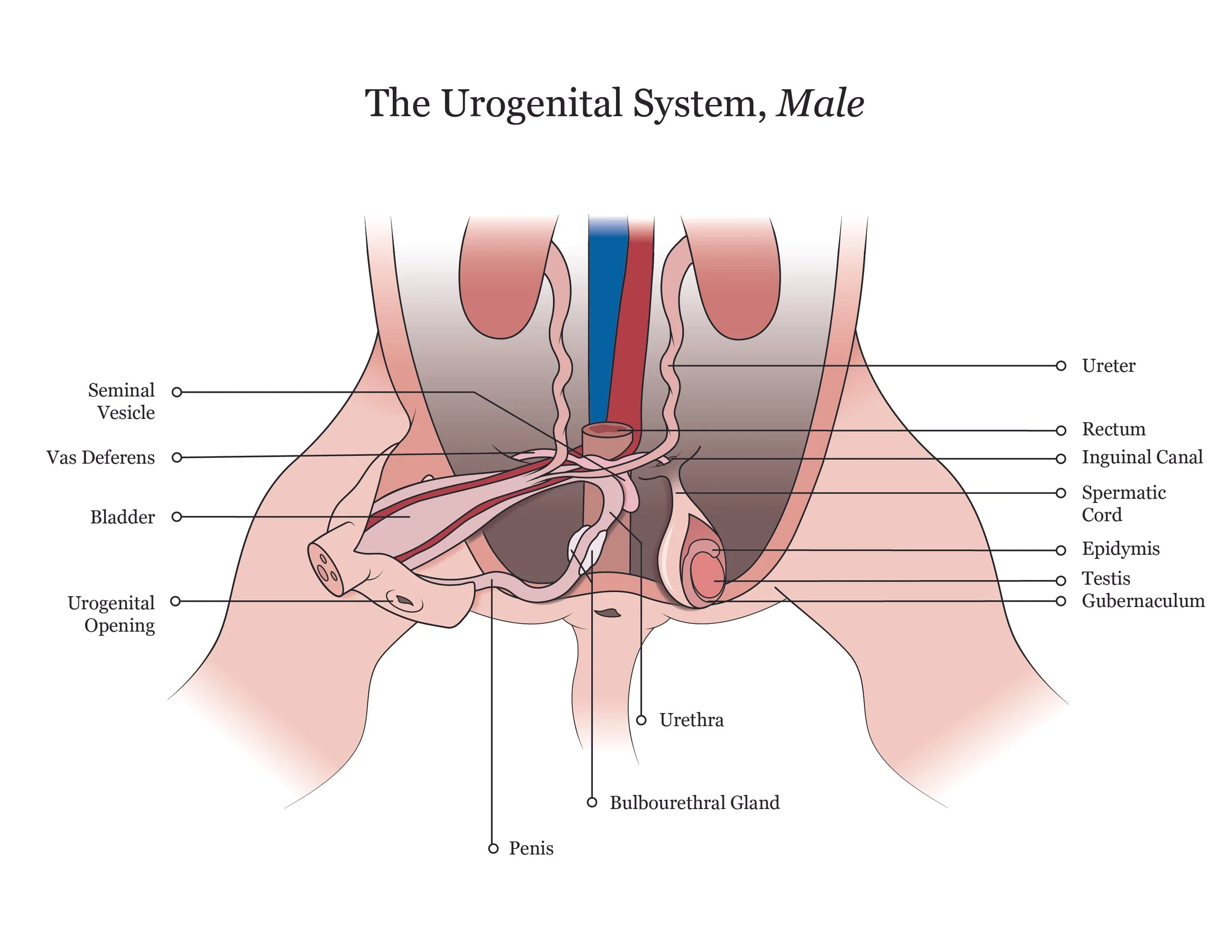 Fetal pig dissection manual showing the urogenital system of a male specimen. 