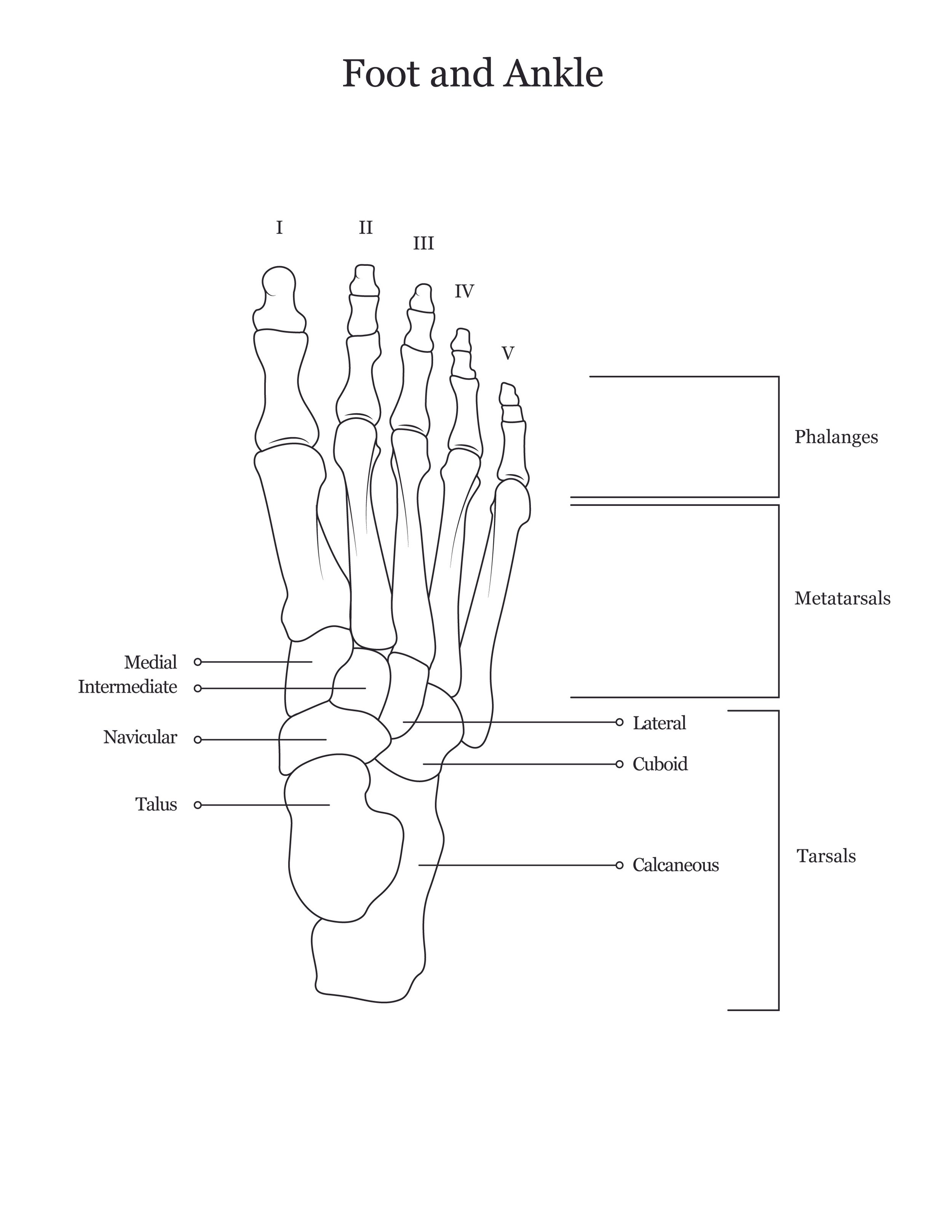 Lab dissection manual showing a human foot and ankle. 
