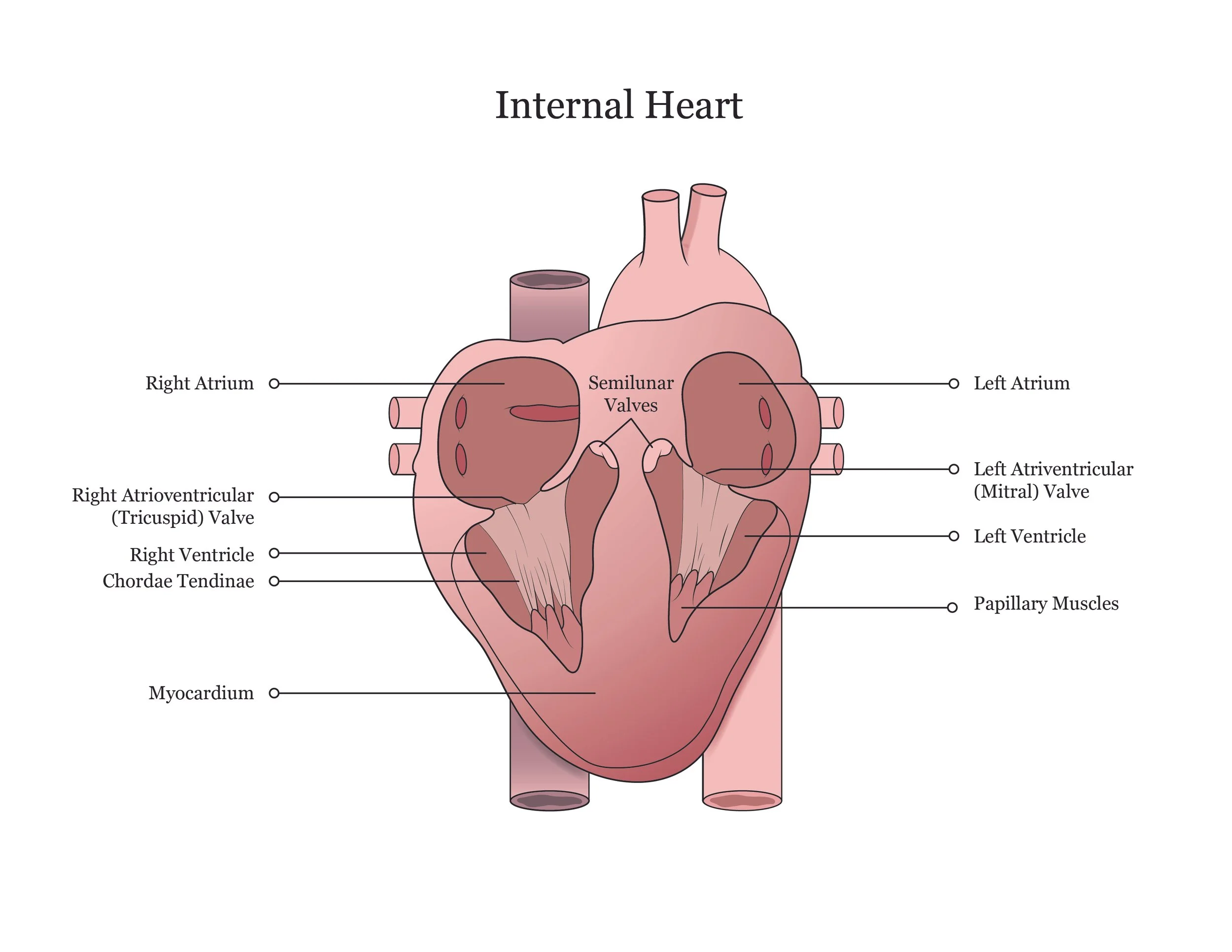 Fetal pig dissection manual showing the internal heart. 