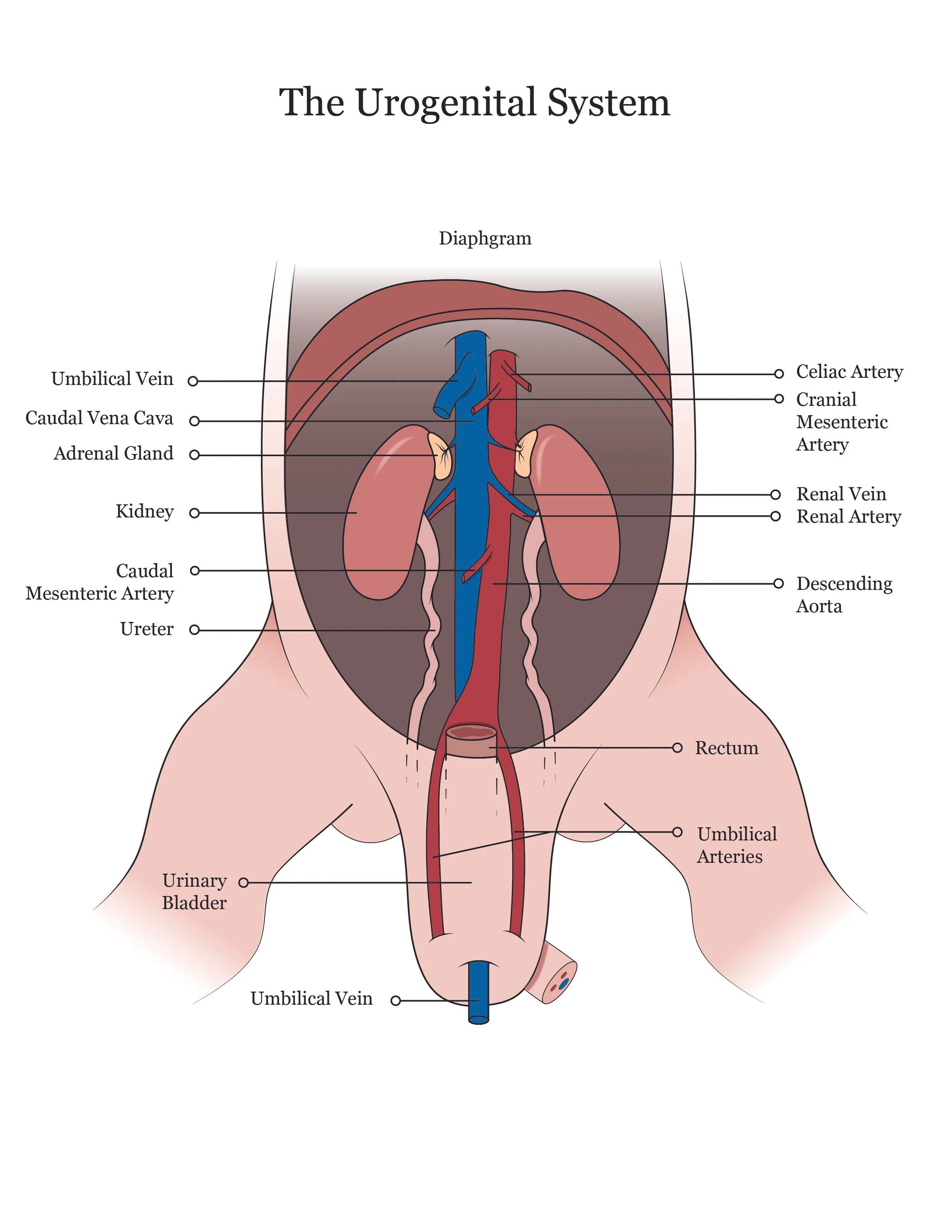 Fetal pig dissection manual showing the urogenital system. 