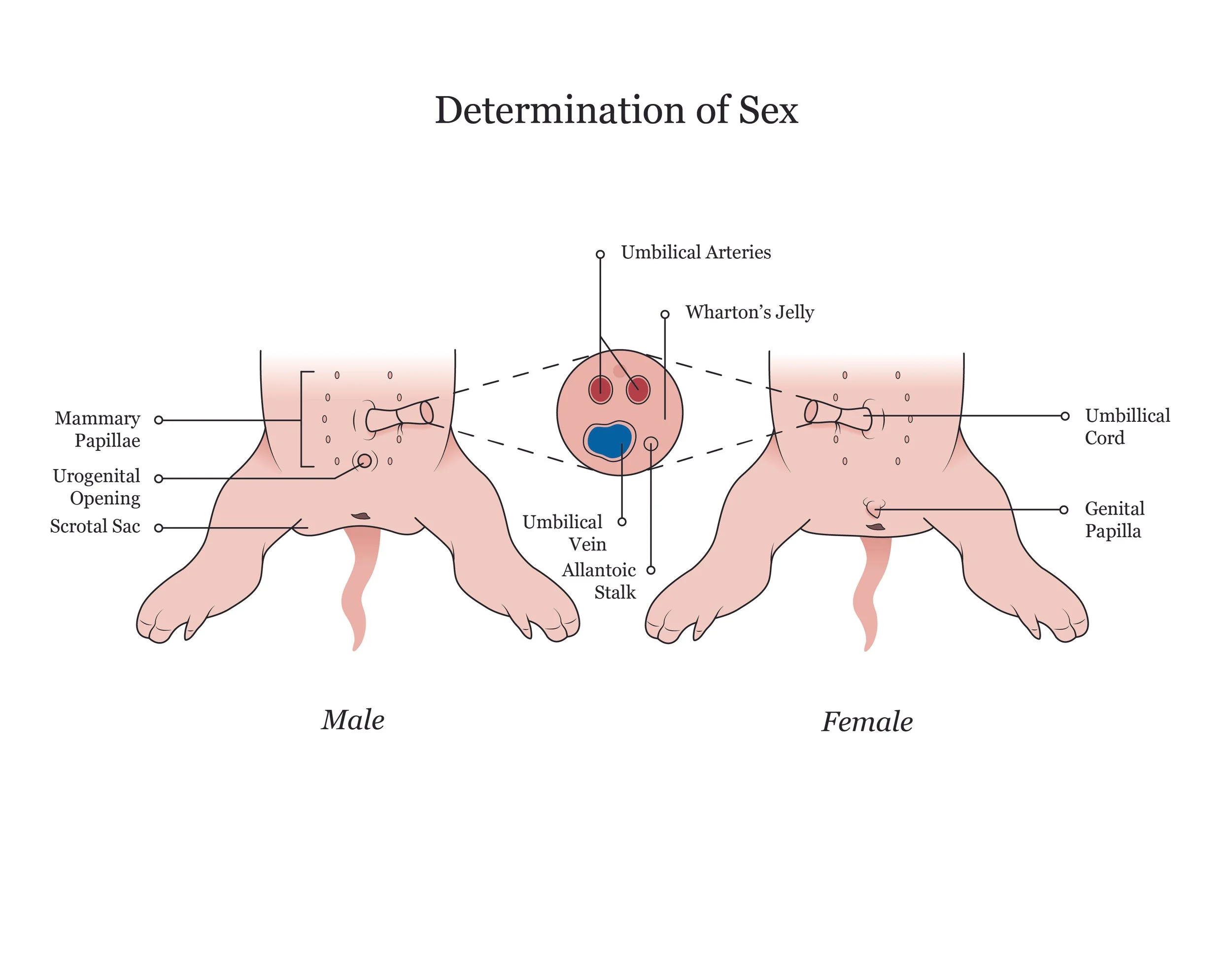 Fetal pig dissection manual showing determination of sex. 
