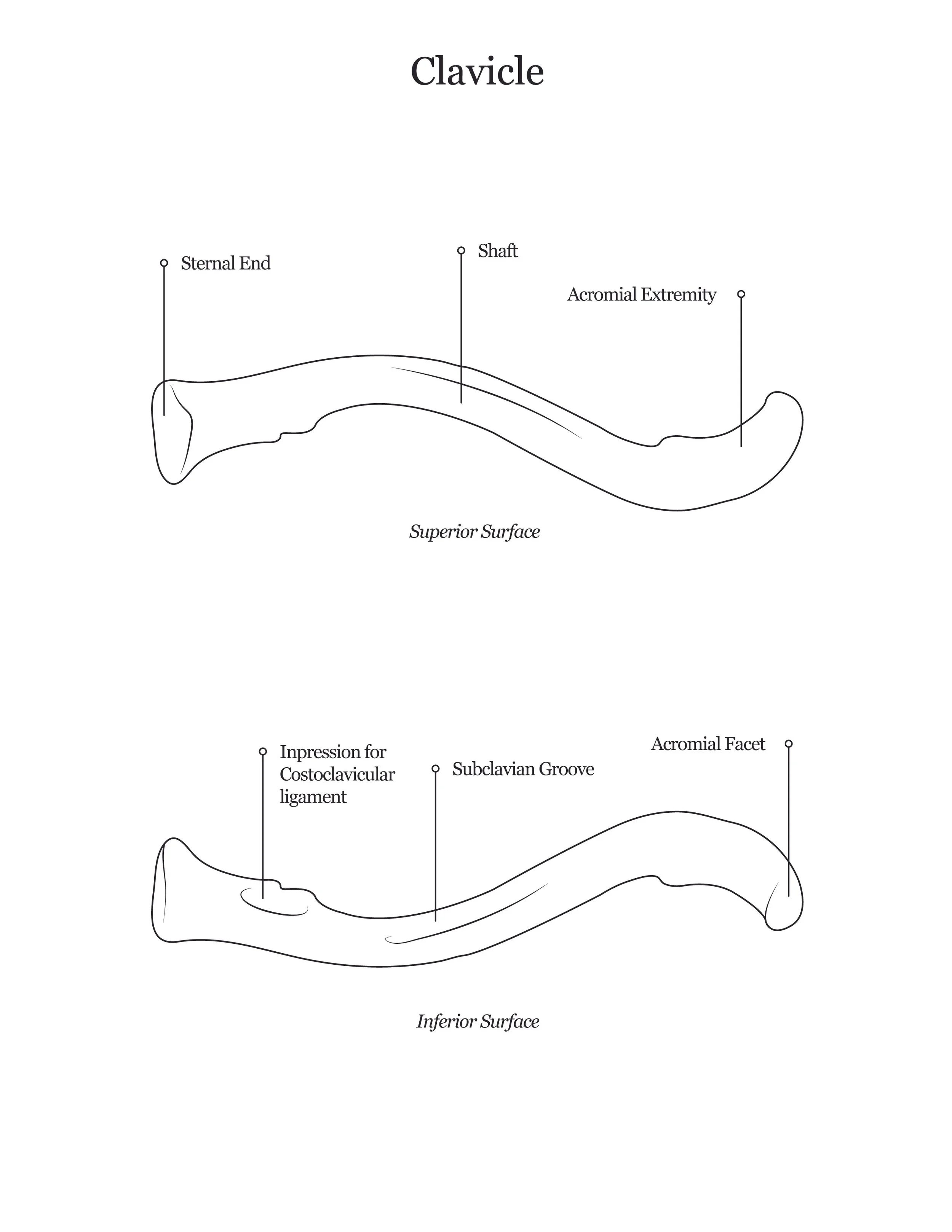 Lab dissection manual showing both anterior and posterior views of a human clavicle.