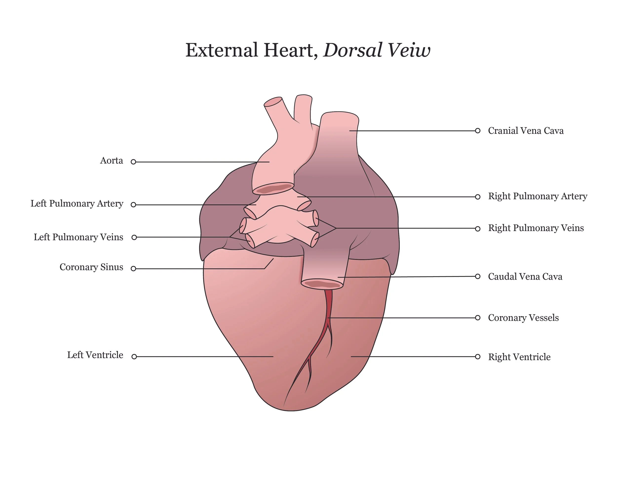 Fetal pig dissection manual showing a dorsal view of the heart. 