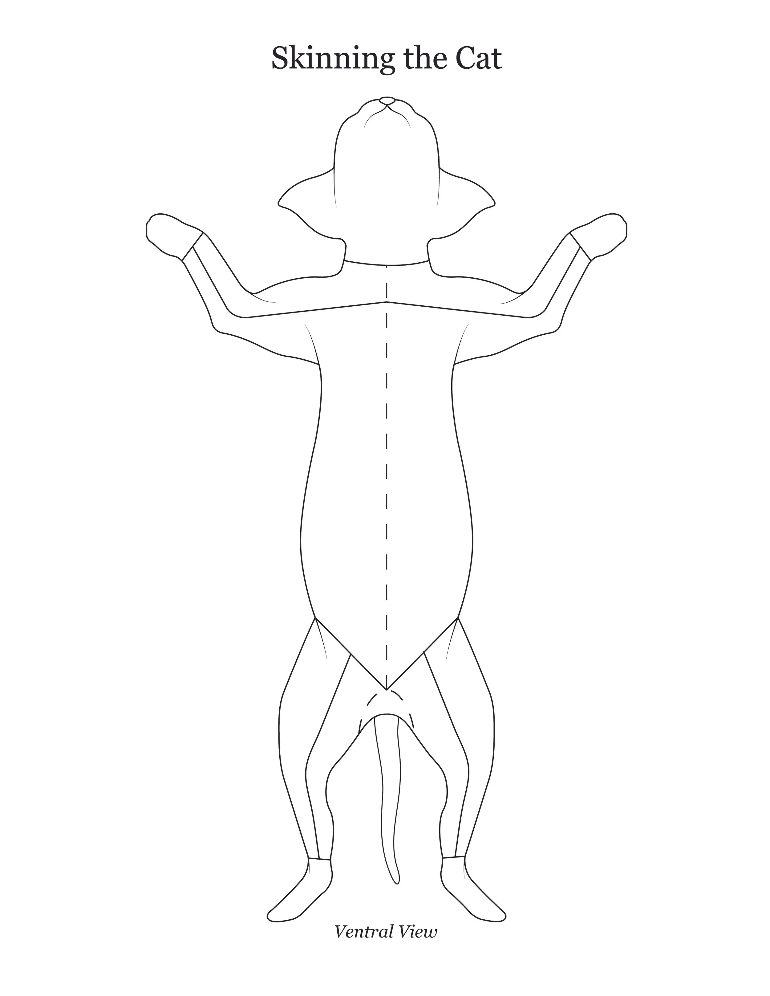 Cat dissection manual showing a ventral view of how to skin the specimen.