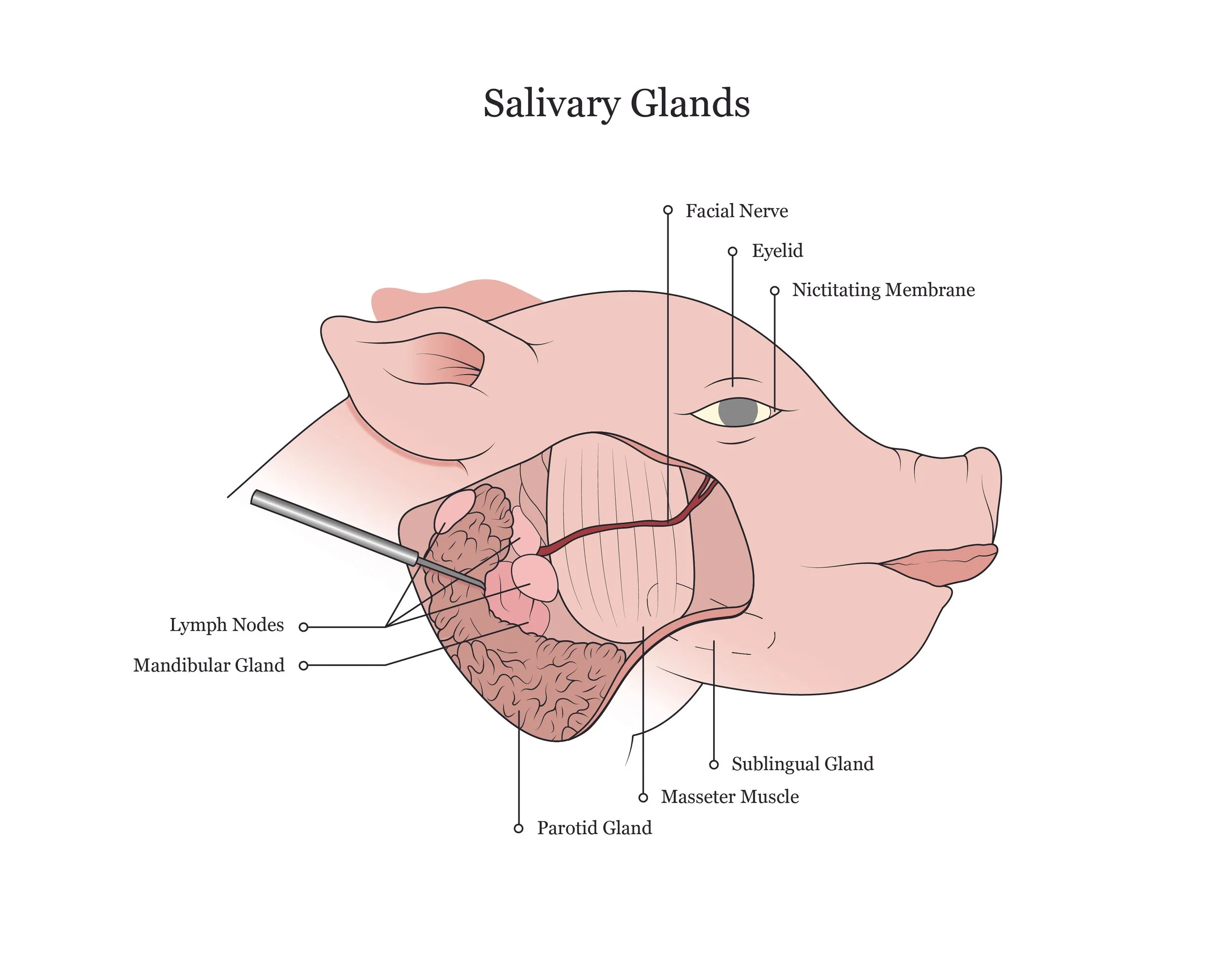 Fetal pig dissection manual showing salivary glands. 
