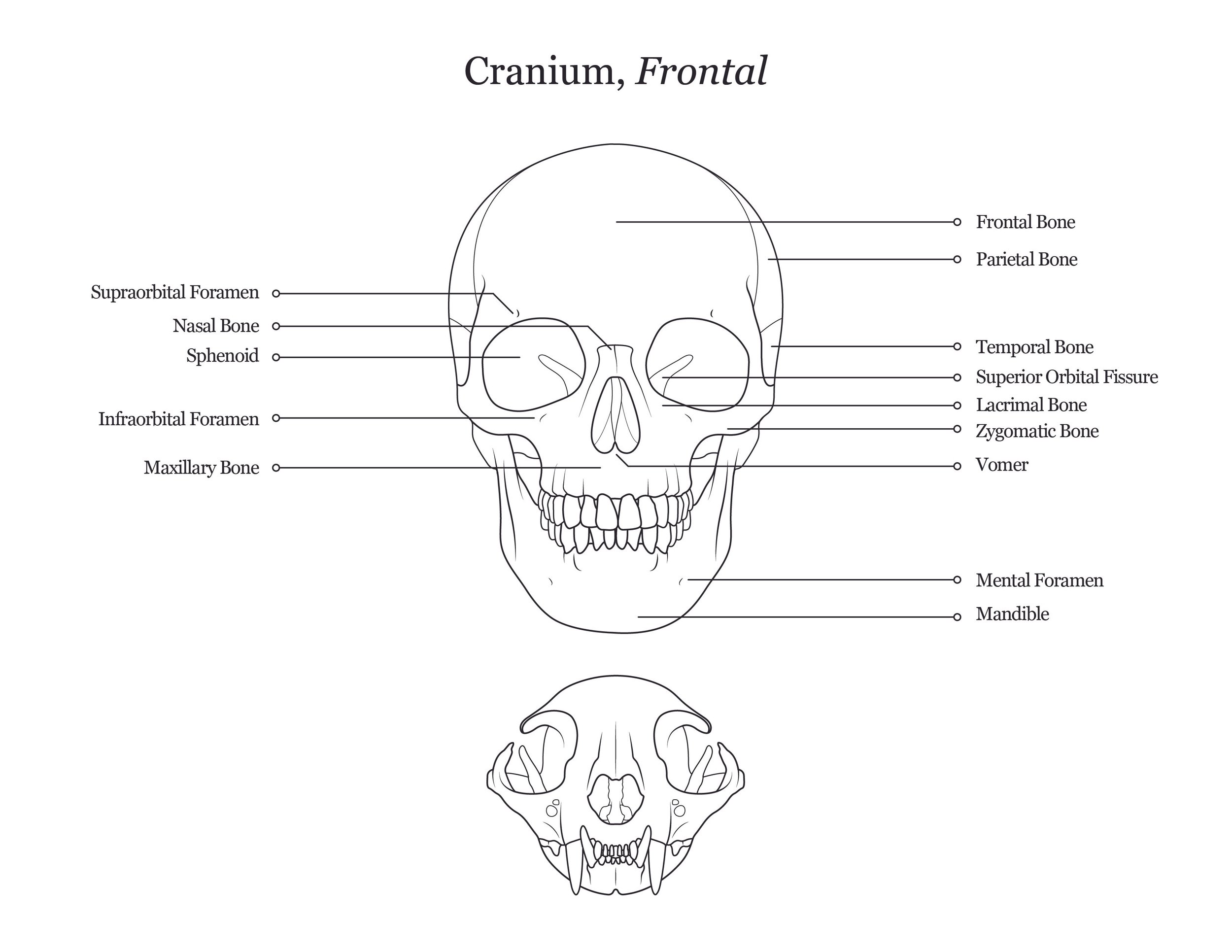 Lab dissection manual showing a frontal view of both human and cat cranium. 