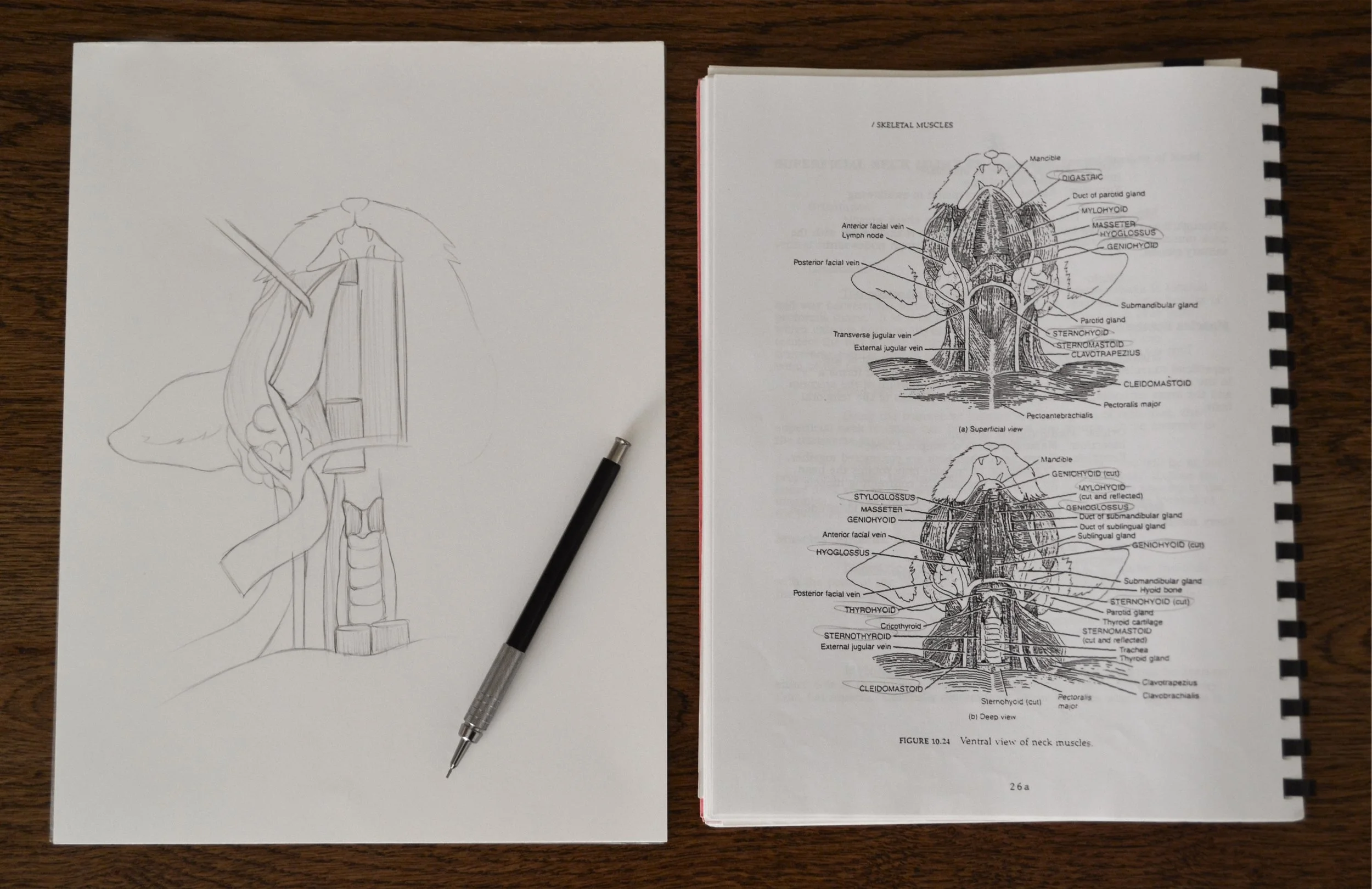 Side by side of a hand-drawn sketch featuring a cat's neck muscles, next to reference materials that are difficult to distinguish.