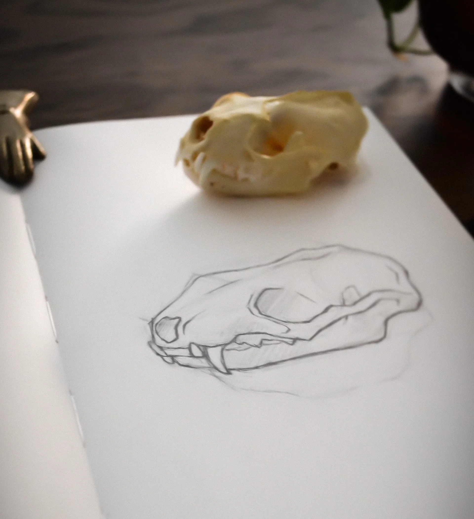 Open sketchbook showing an illustration of a mink skull.
