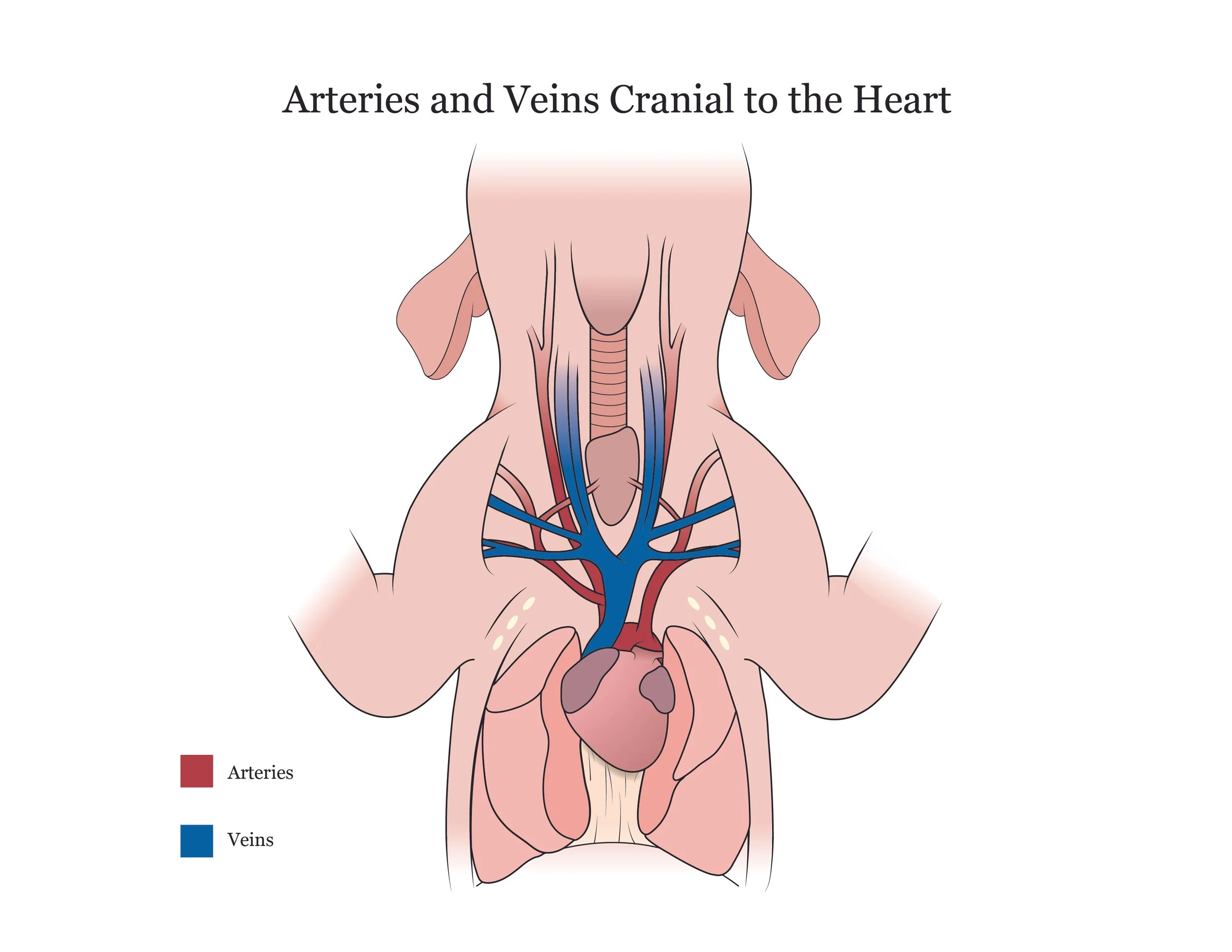 09_altamuro_pig_manual_arteries_veins_cranial.jpg