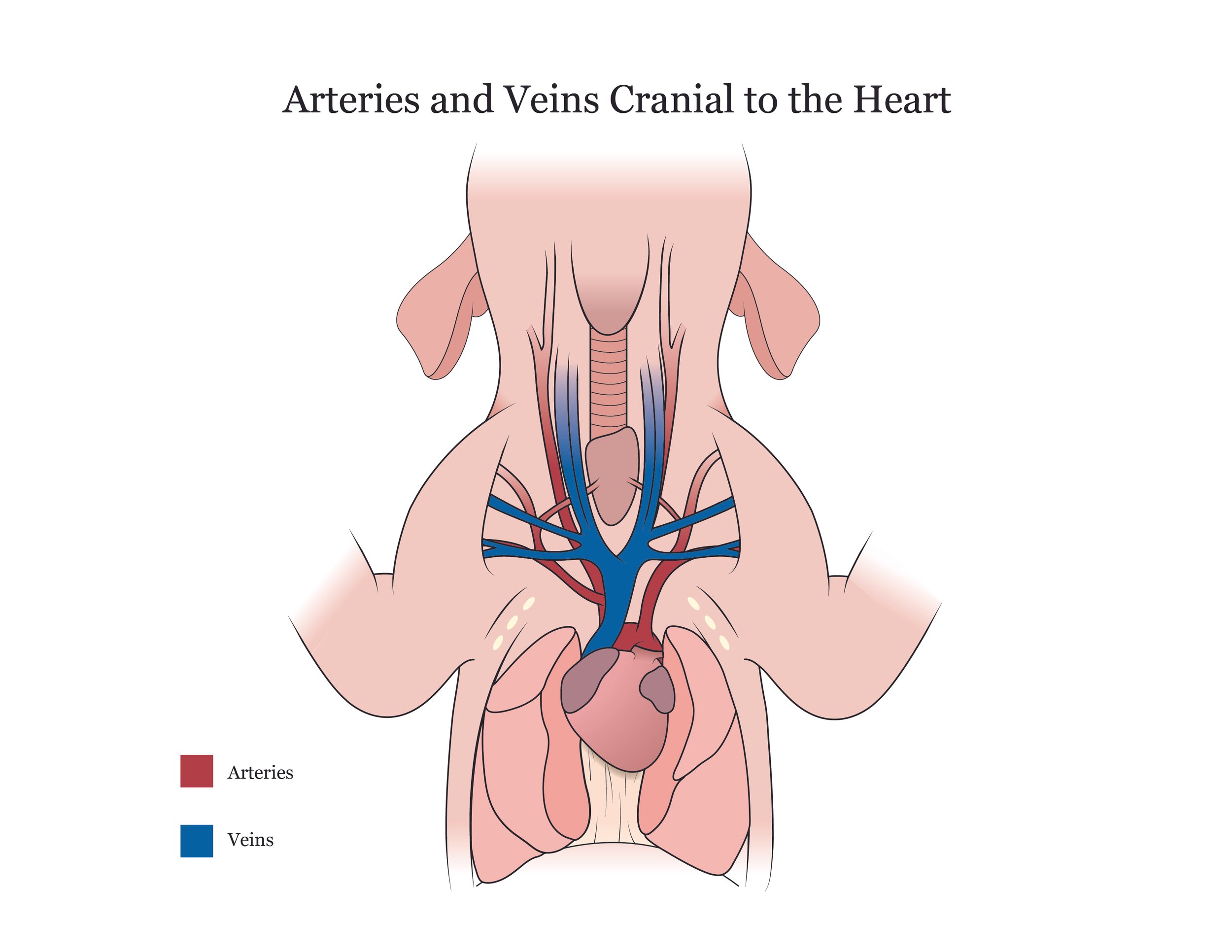 Fetal pig dissection manual showing arteries and veins cranial to the heart. 