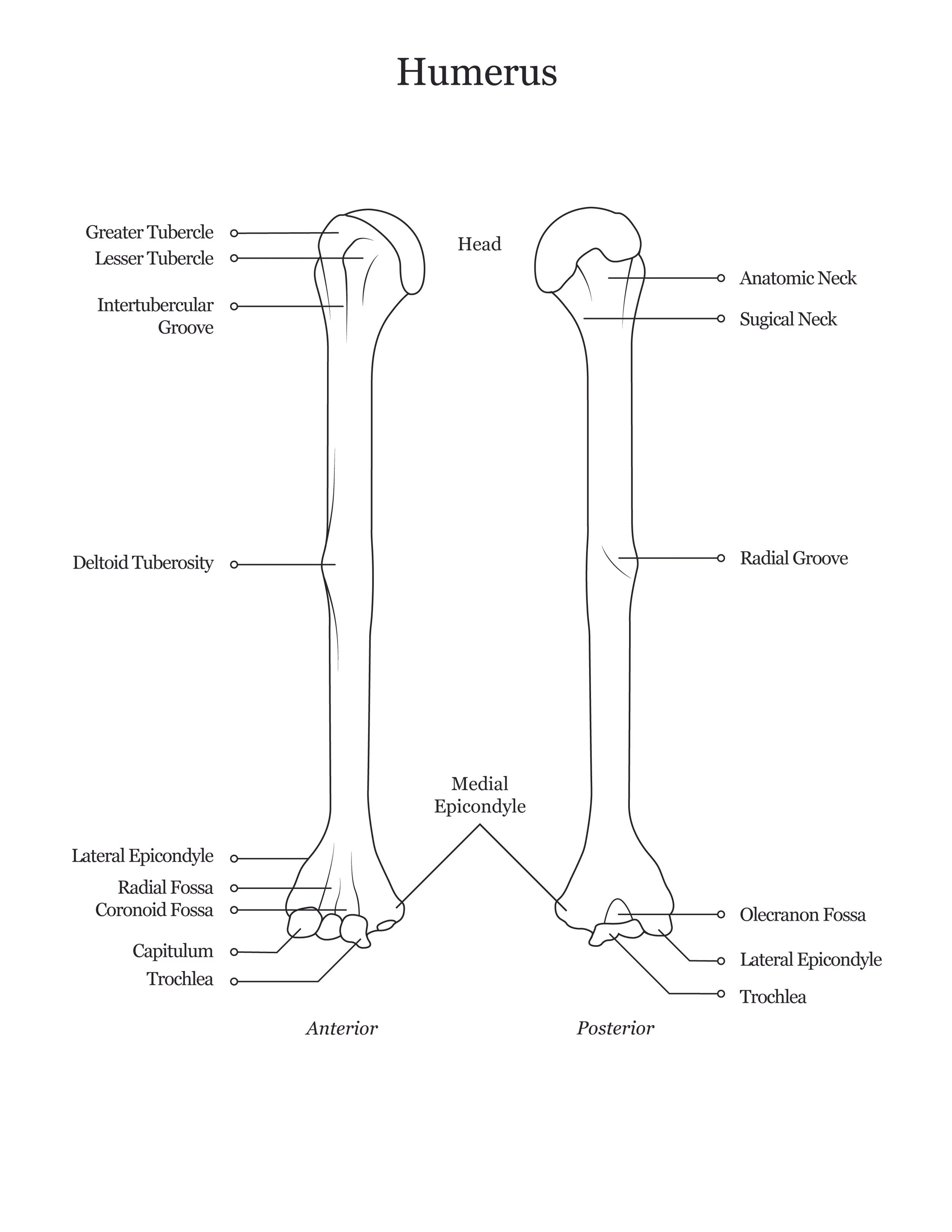 Lab dissection manual showing both anterior and posterior views of a human humerus.