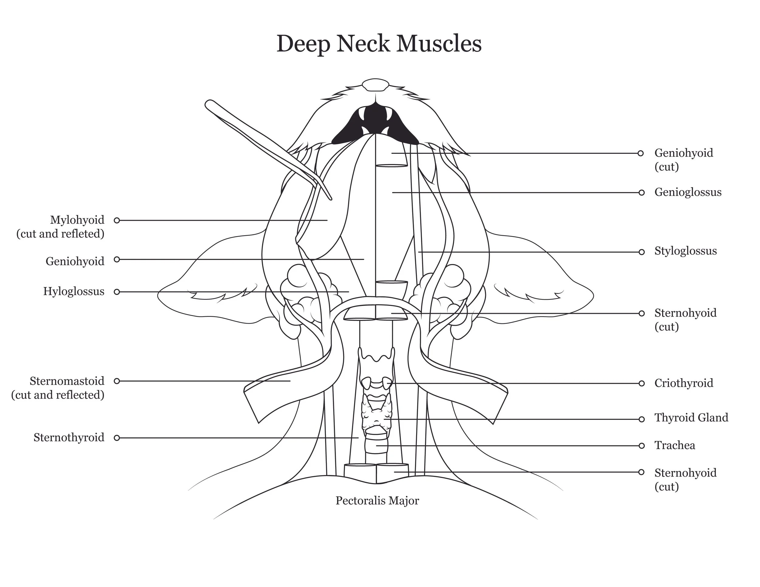 Cat dissection manual showing deep neck muscles. 