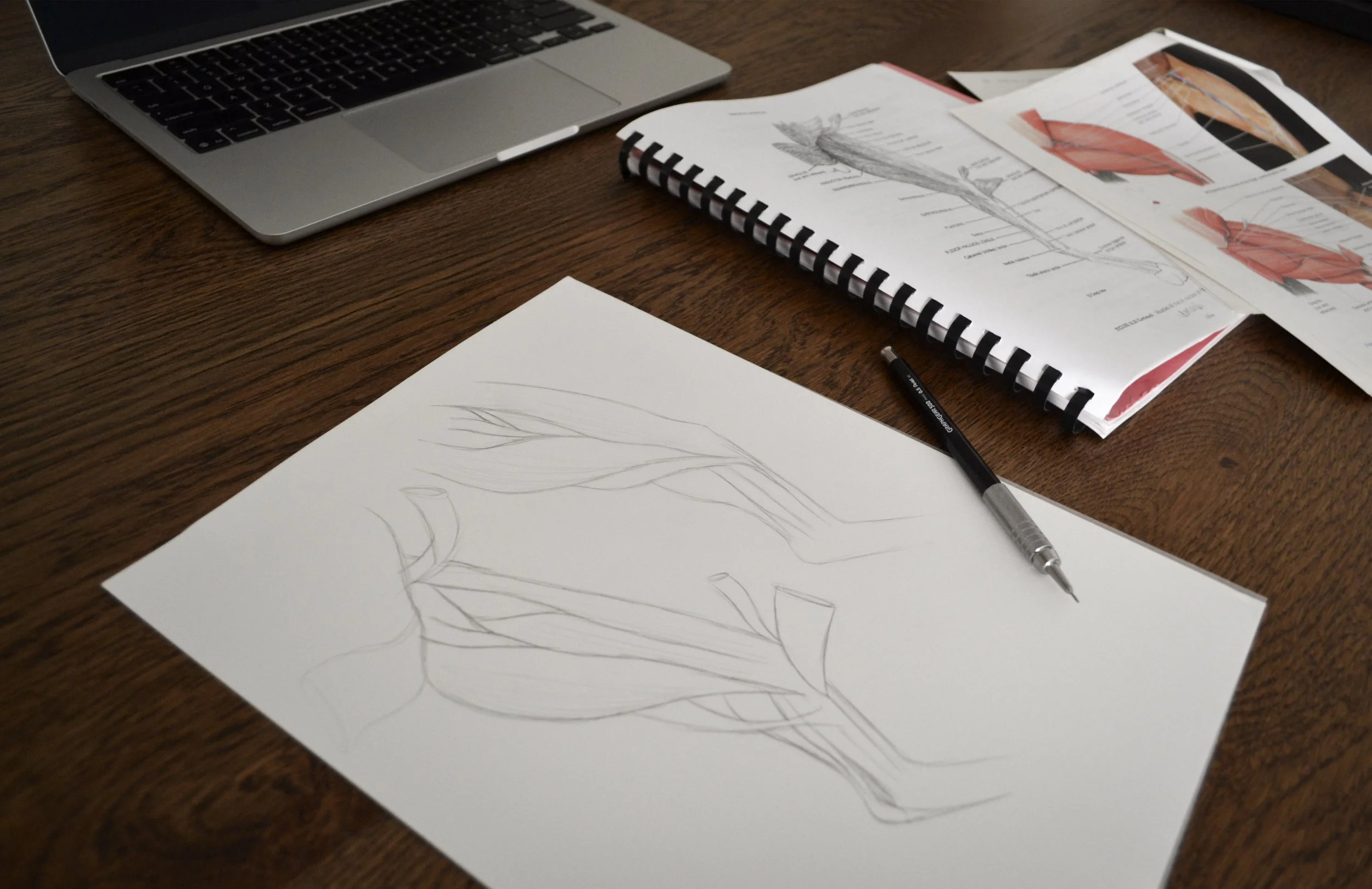 Papers on a table featuring anatomical drawings of a cat's leg muscles, with reference materials nearby.