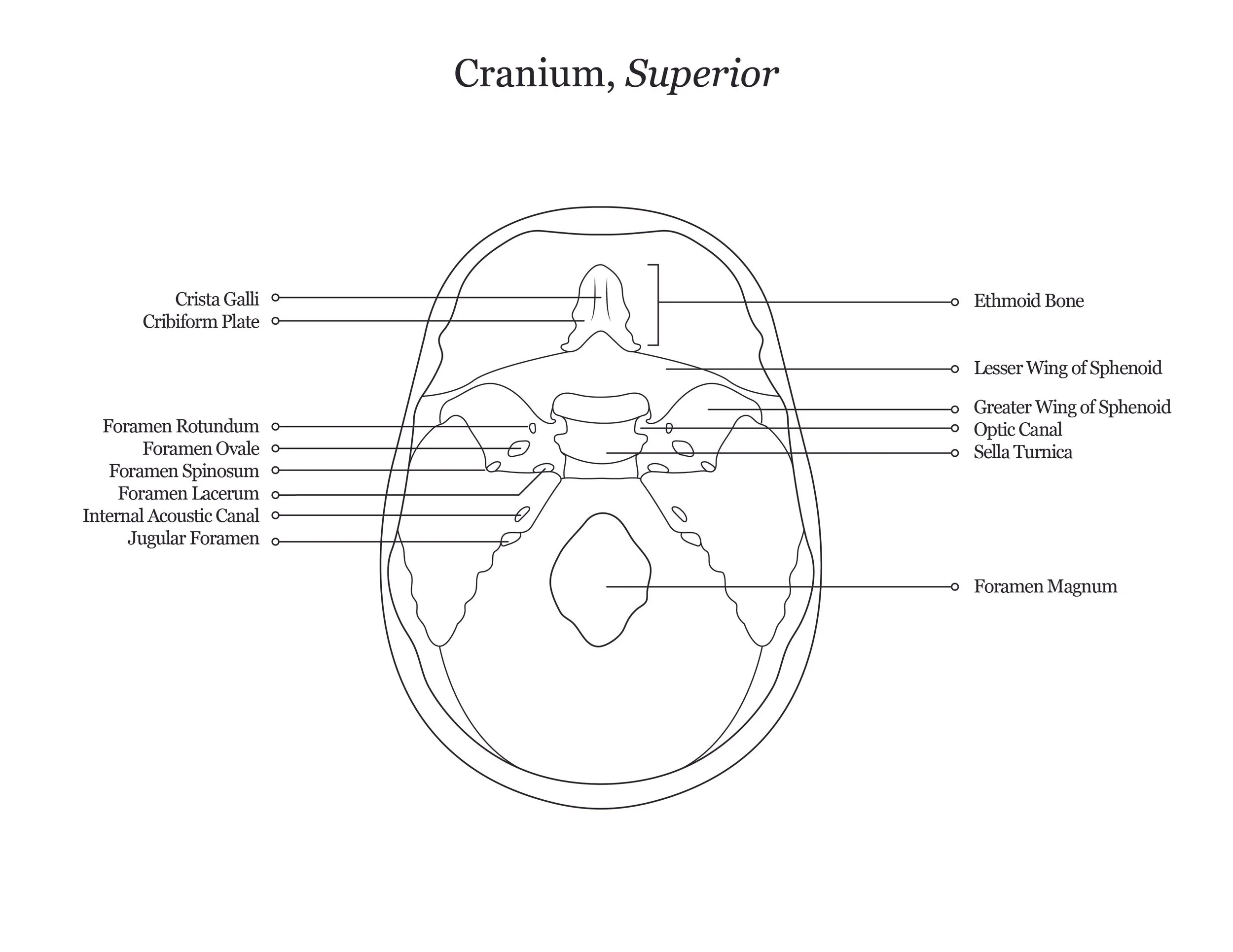 Lab dissection manual showing a superior view of a human cranium. 