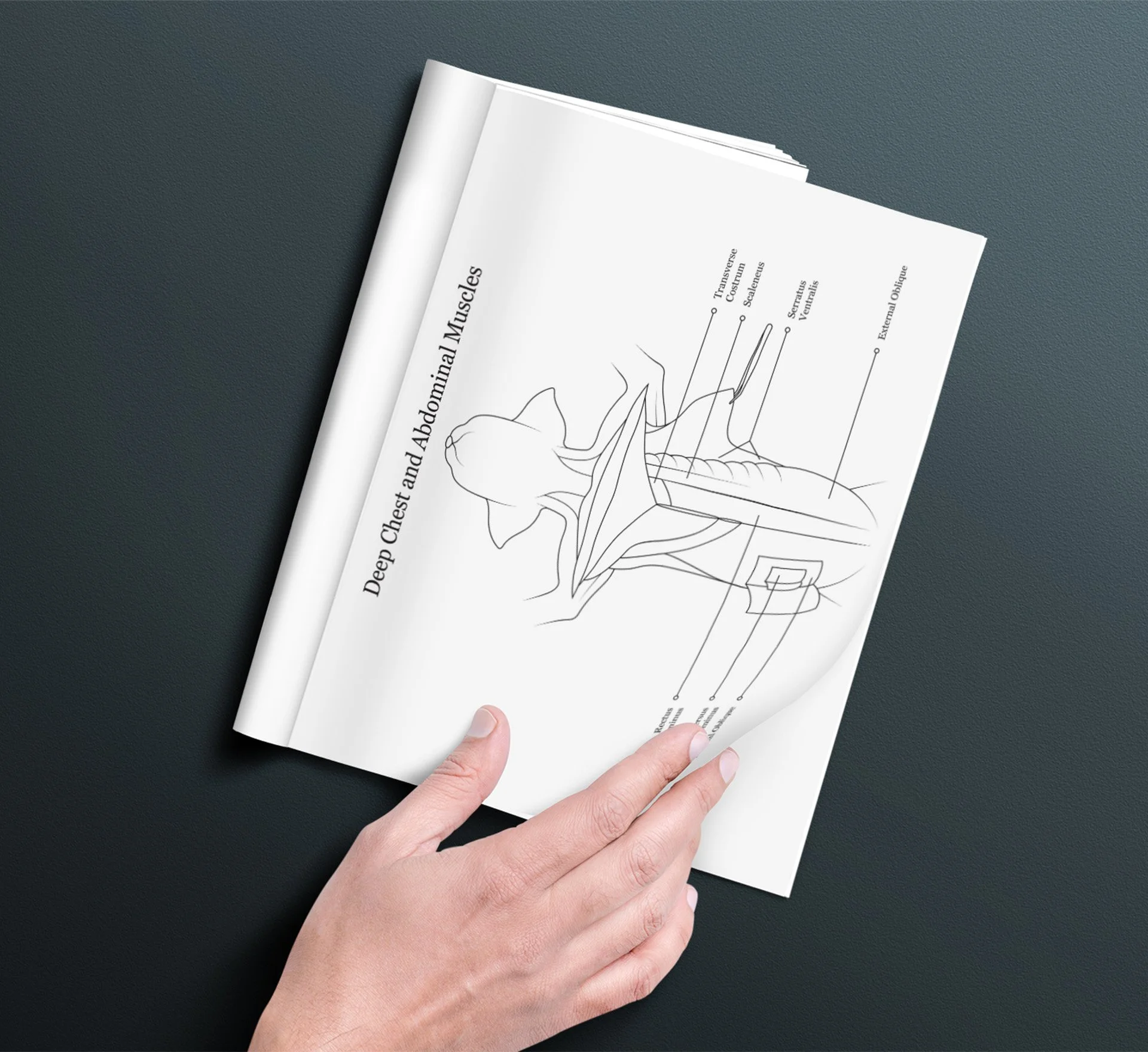 Hand holding an open dissection manual. The page features an anatomical illustration of the deep chest and abdominal muscles of a cat specimen.