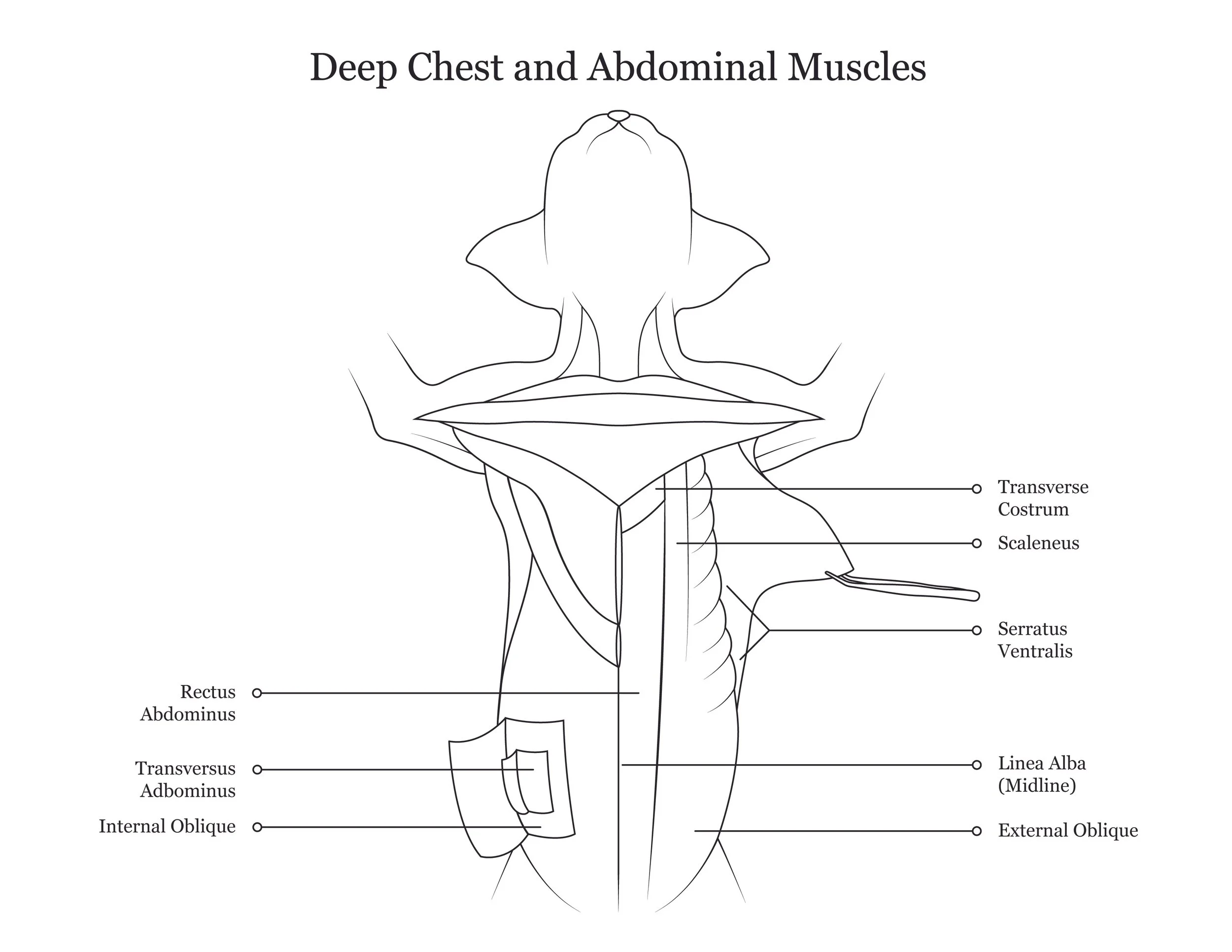 Cat dissection manual showing deep chest and abdominal muscles. 
