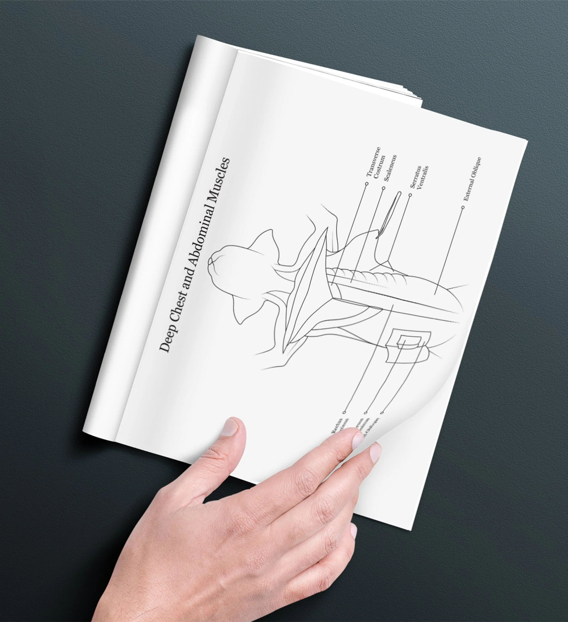 Hand holding an open dissection manual. The page features an anatomical illustration of the deep chest and abdominal muscles of a cat specimen.