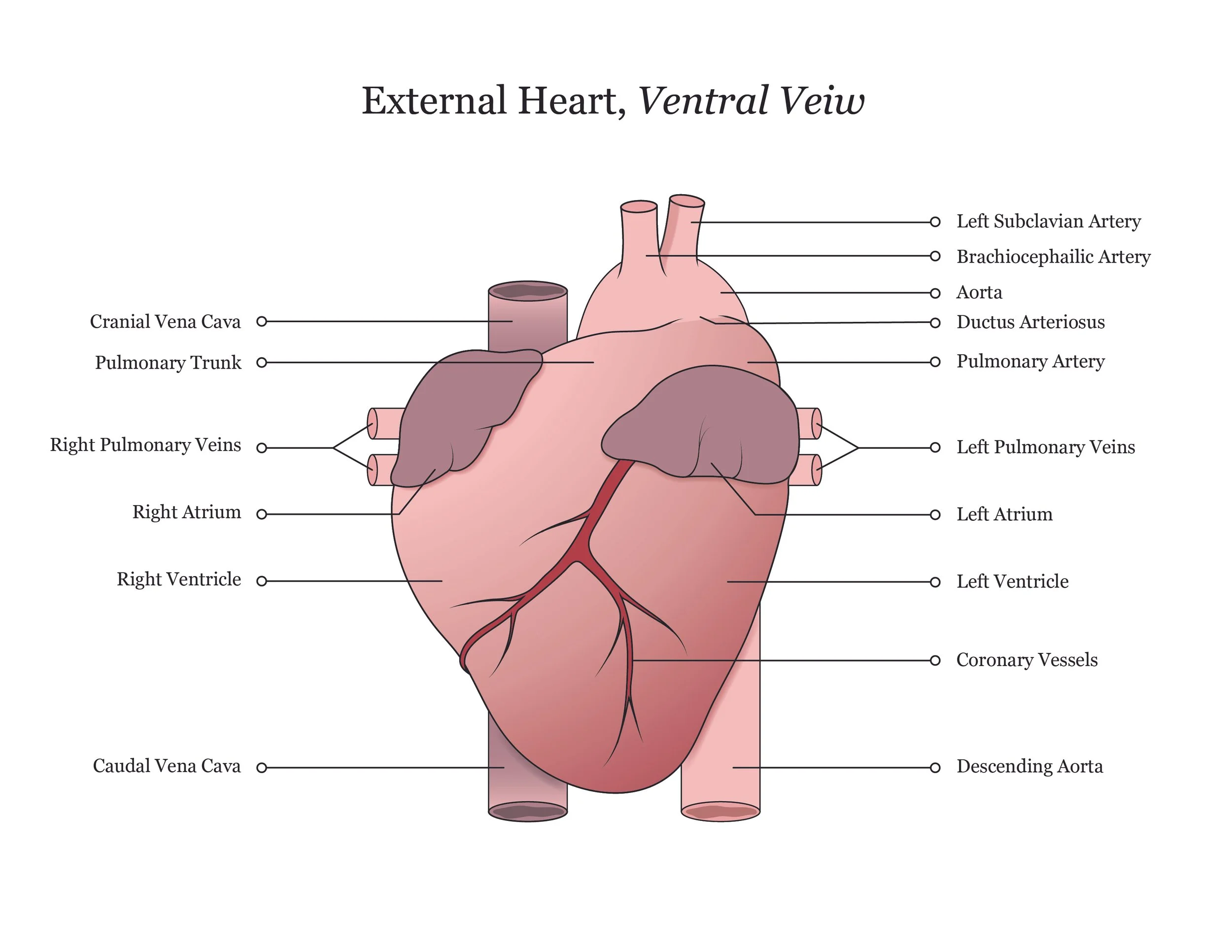 Fetal pig dissection manual showing a ventral view of the heart. 