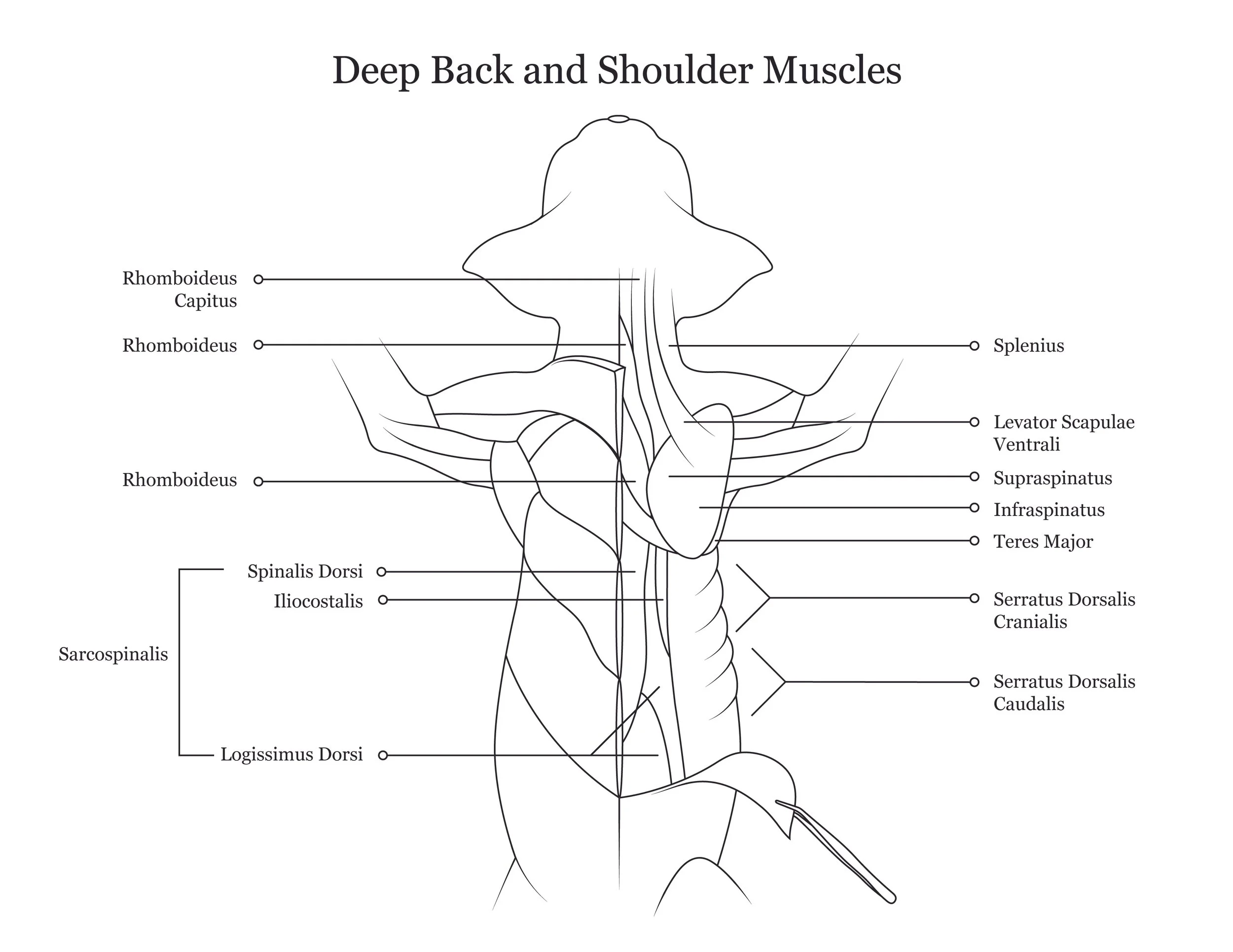 Cat dissection manual showing deep back and shoulder muscles. 
