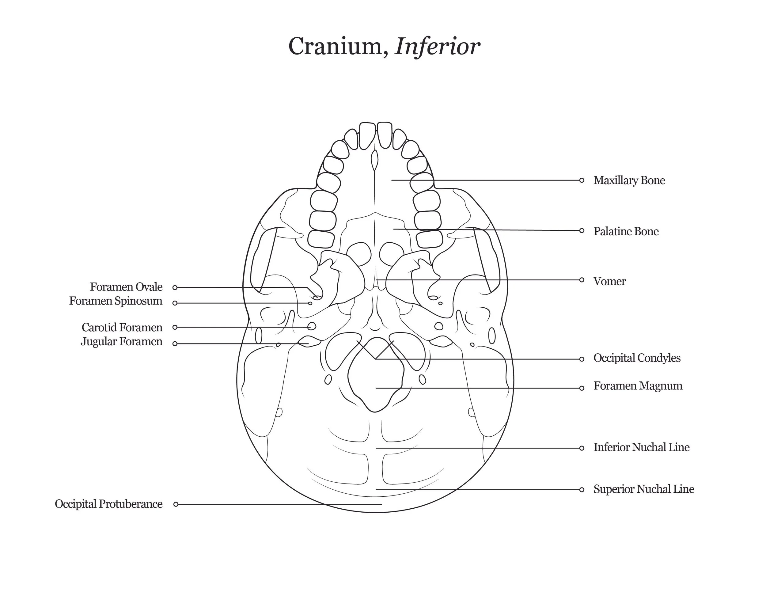 Lab dissection manual showing an inferior view of a human cranium. 