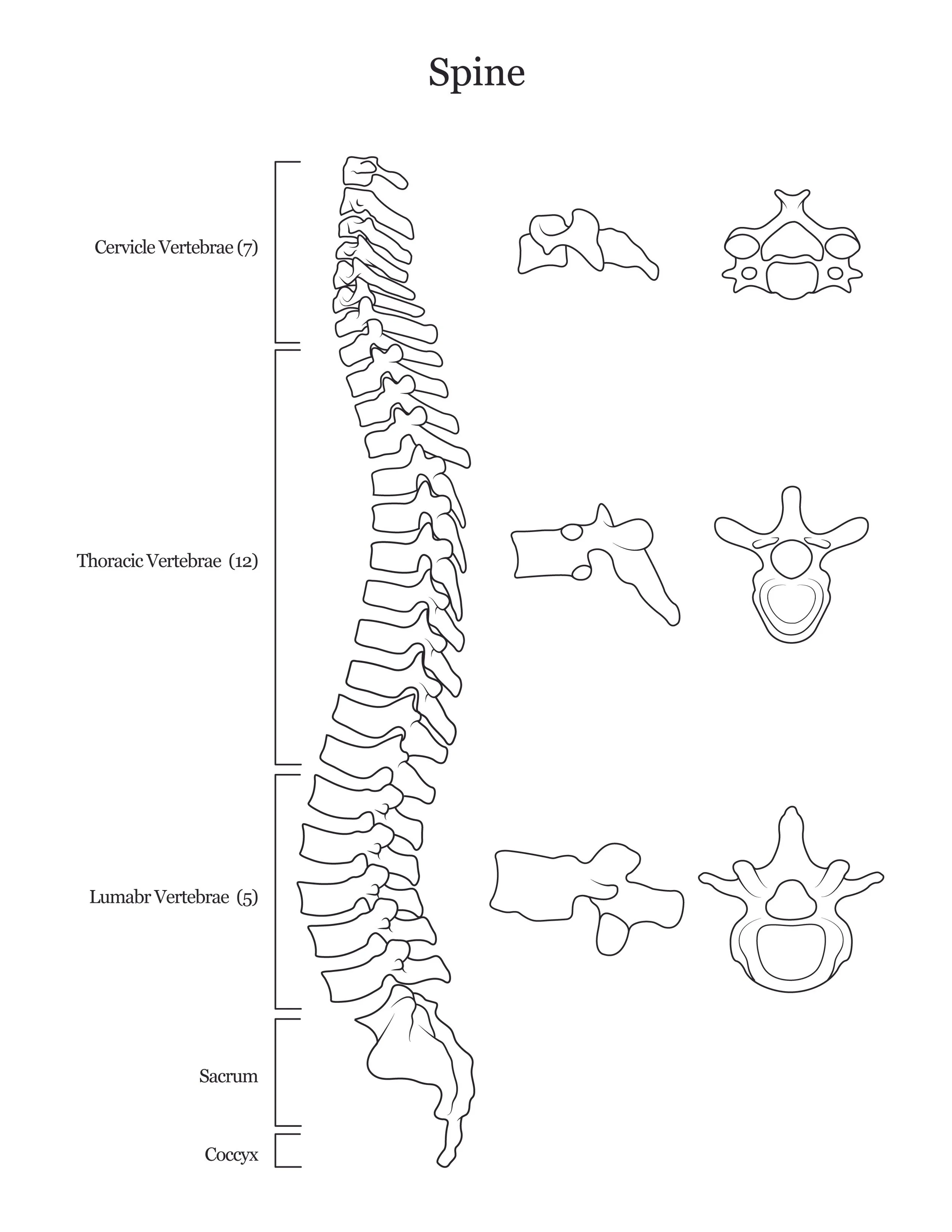 Lab dissection manual showing a human spine. 