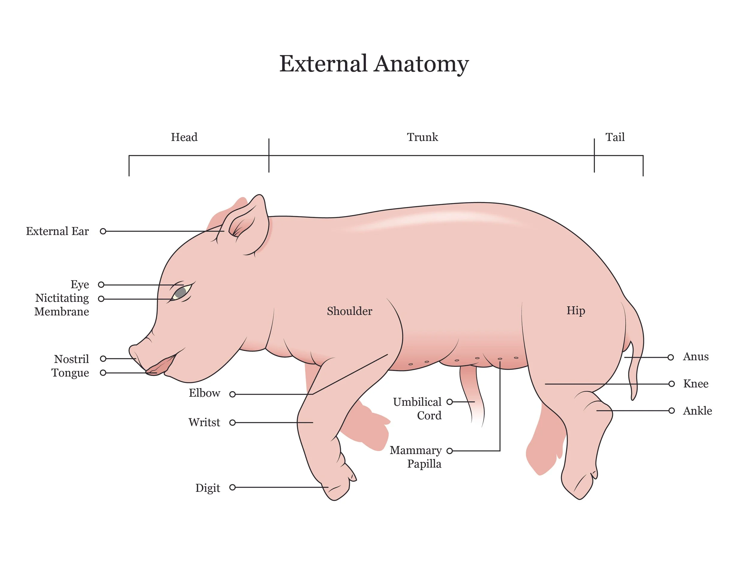 Fetal pig dissection manual showing external anatomy. 