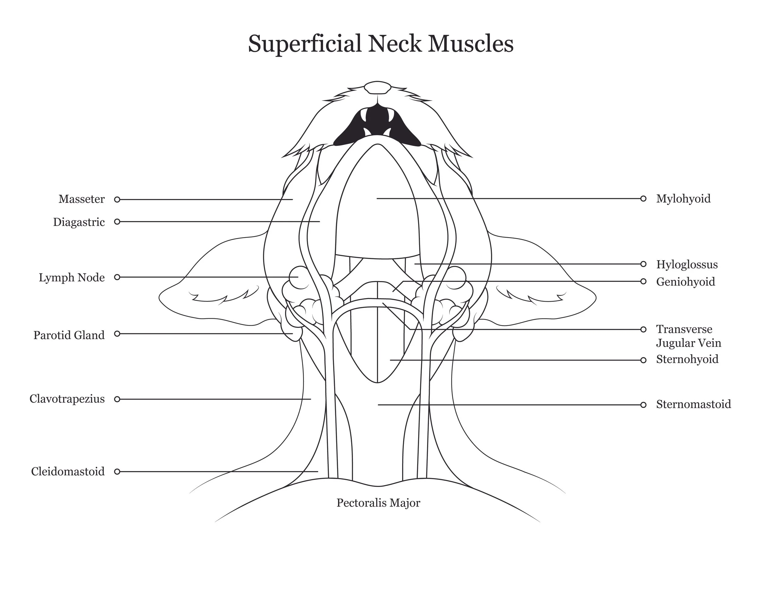 Cat dissection manual showing superficial neck muscles. 