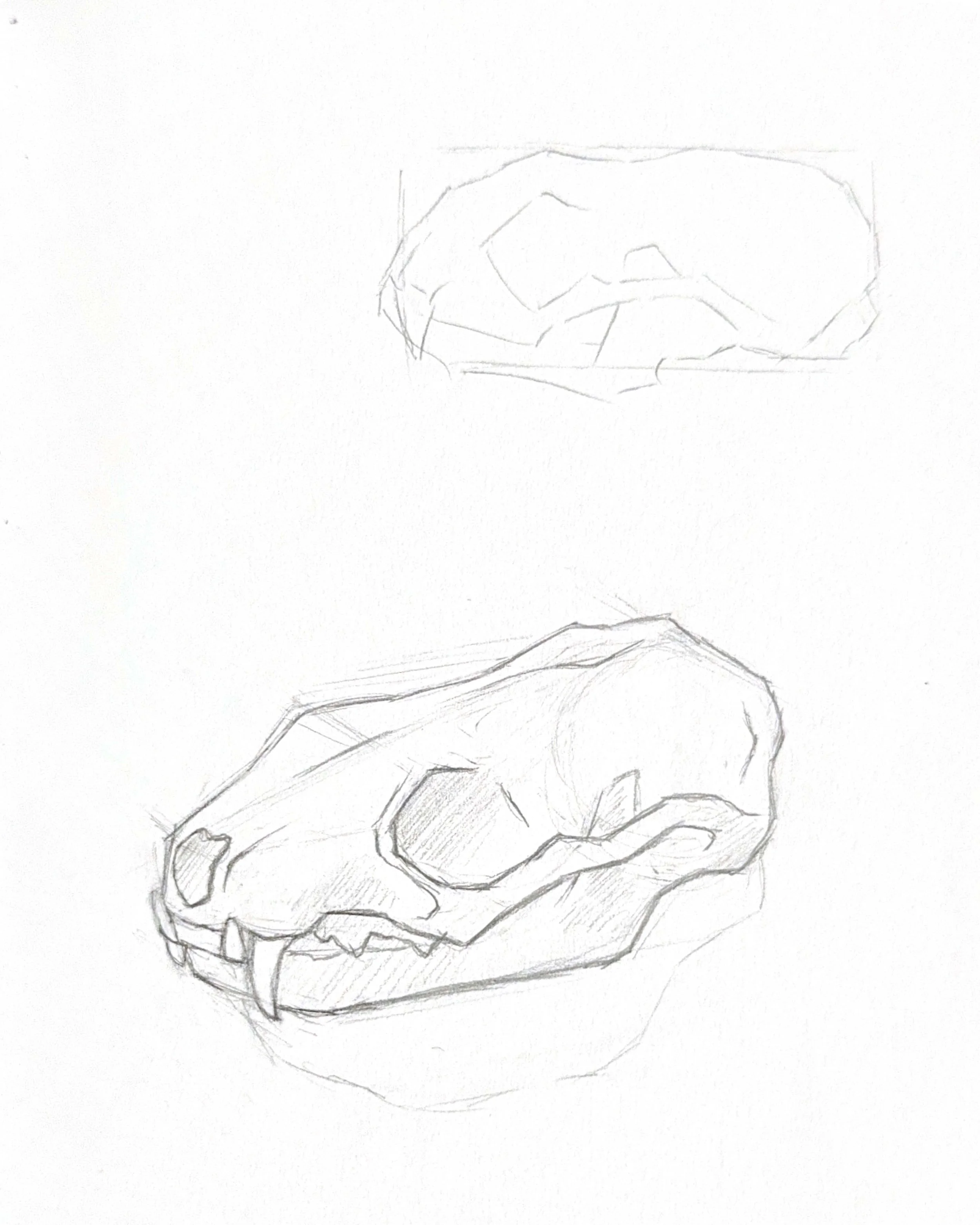 Mink Skull Study