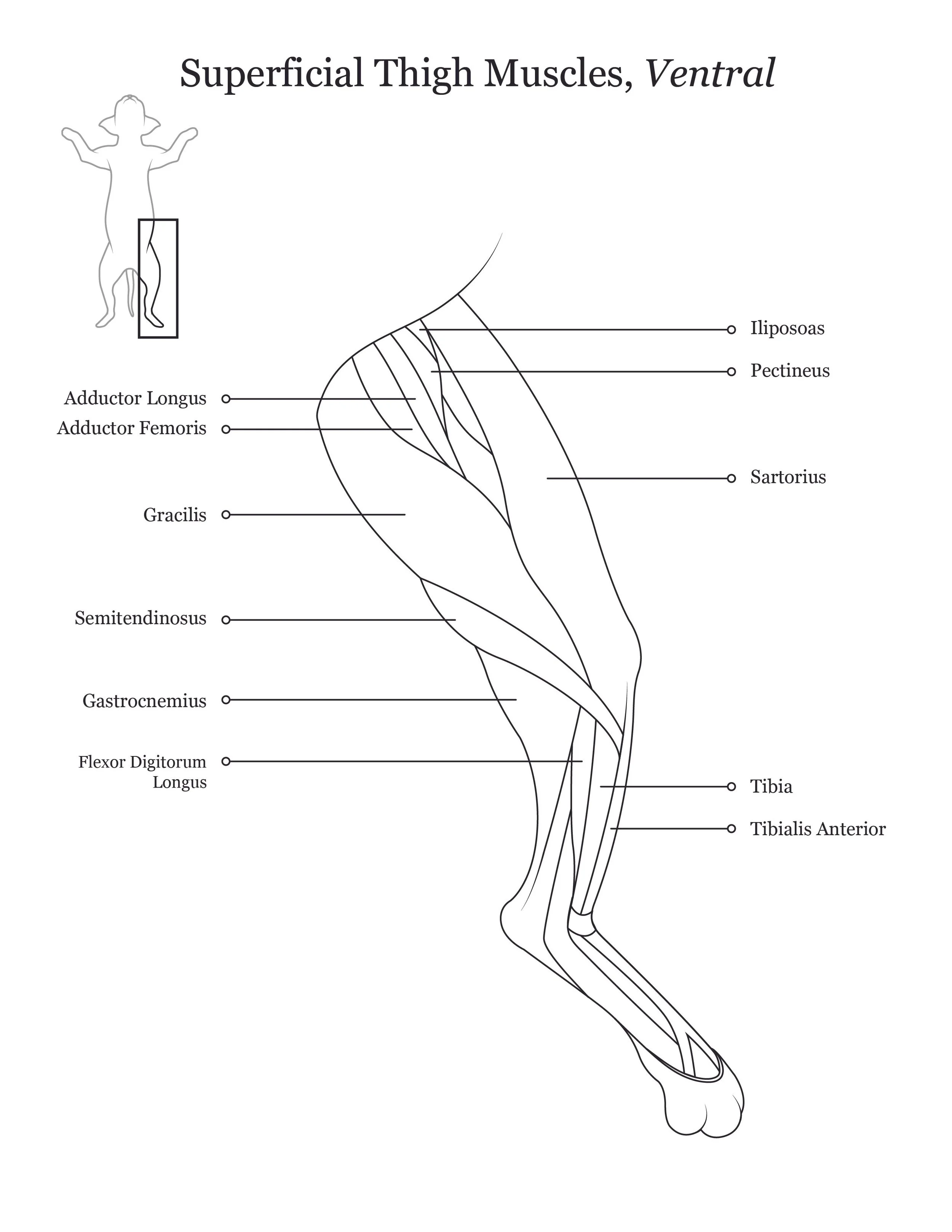 Cat dissection manual showing a ventral view of superficial thigh muscles. 