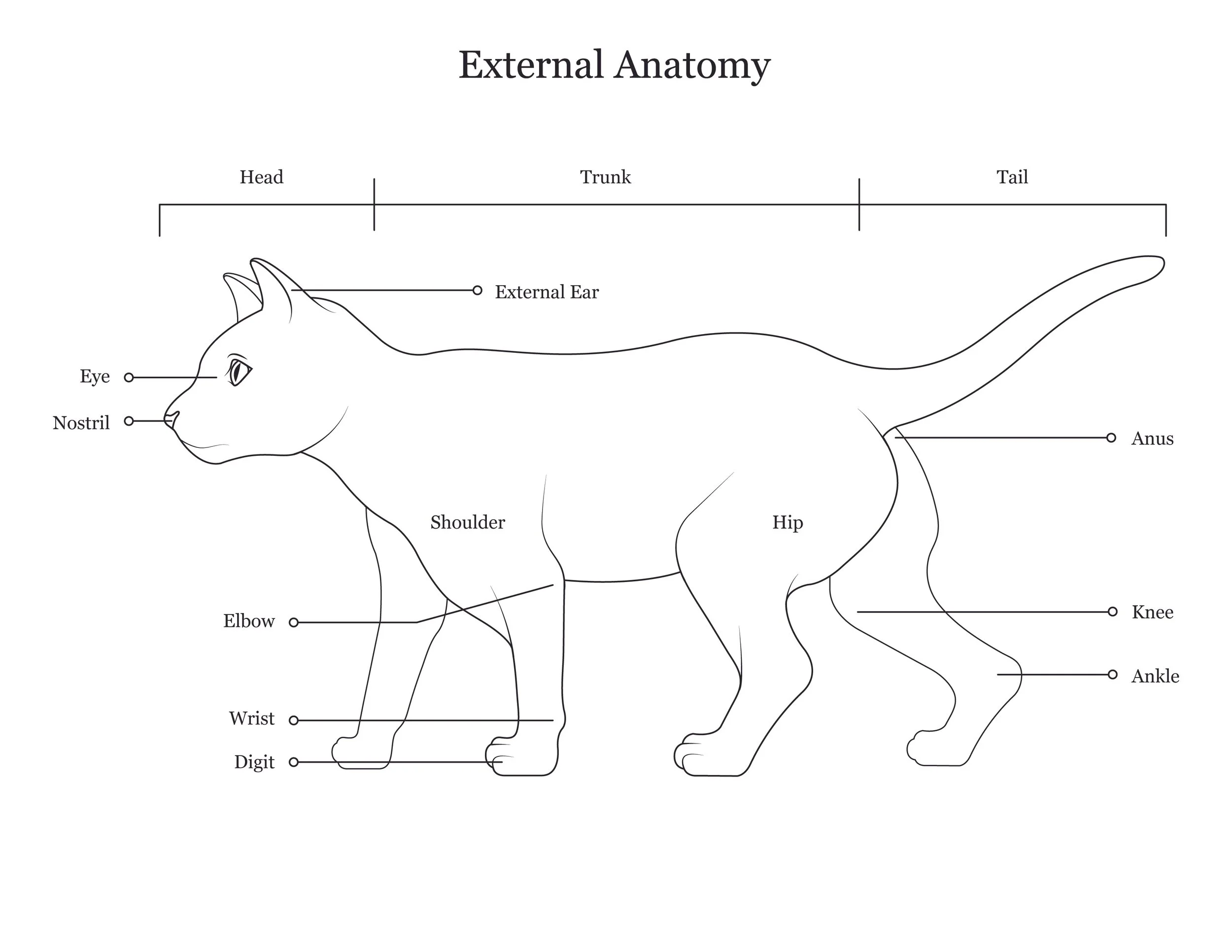 Cat dissection manual showing external anatomy. 