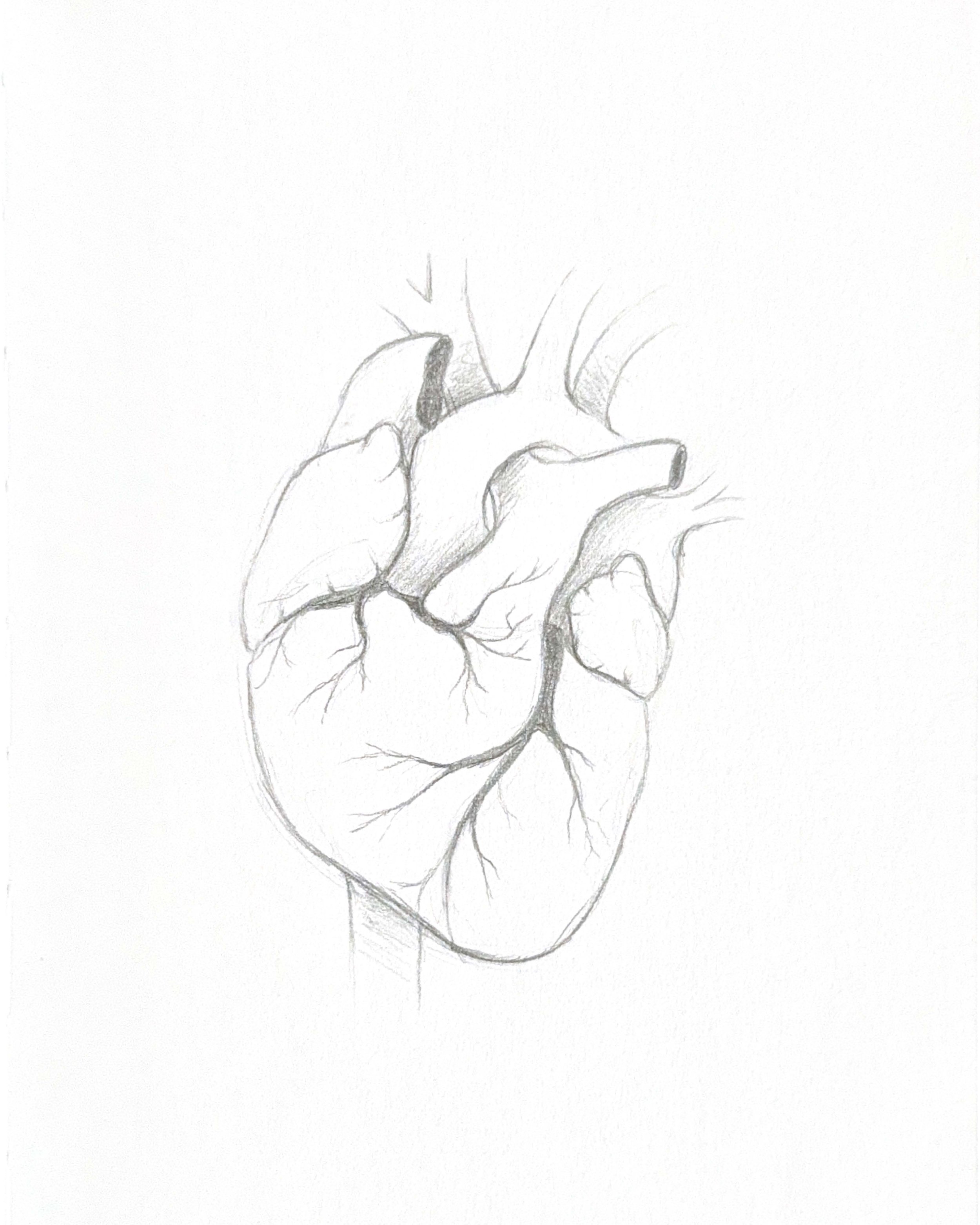 Human Heart