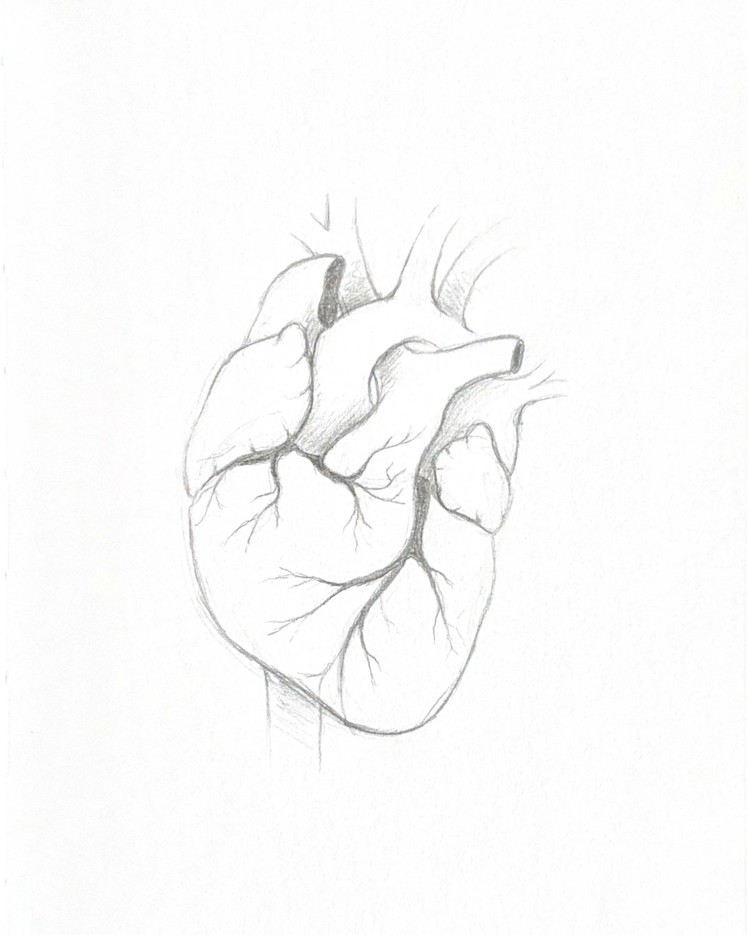 Human Heart
