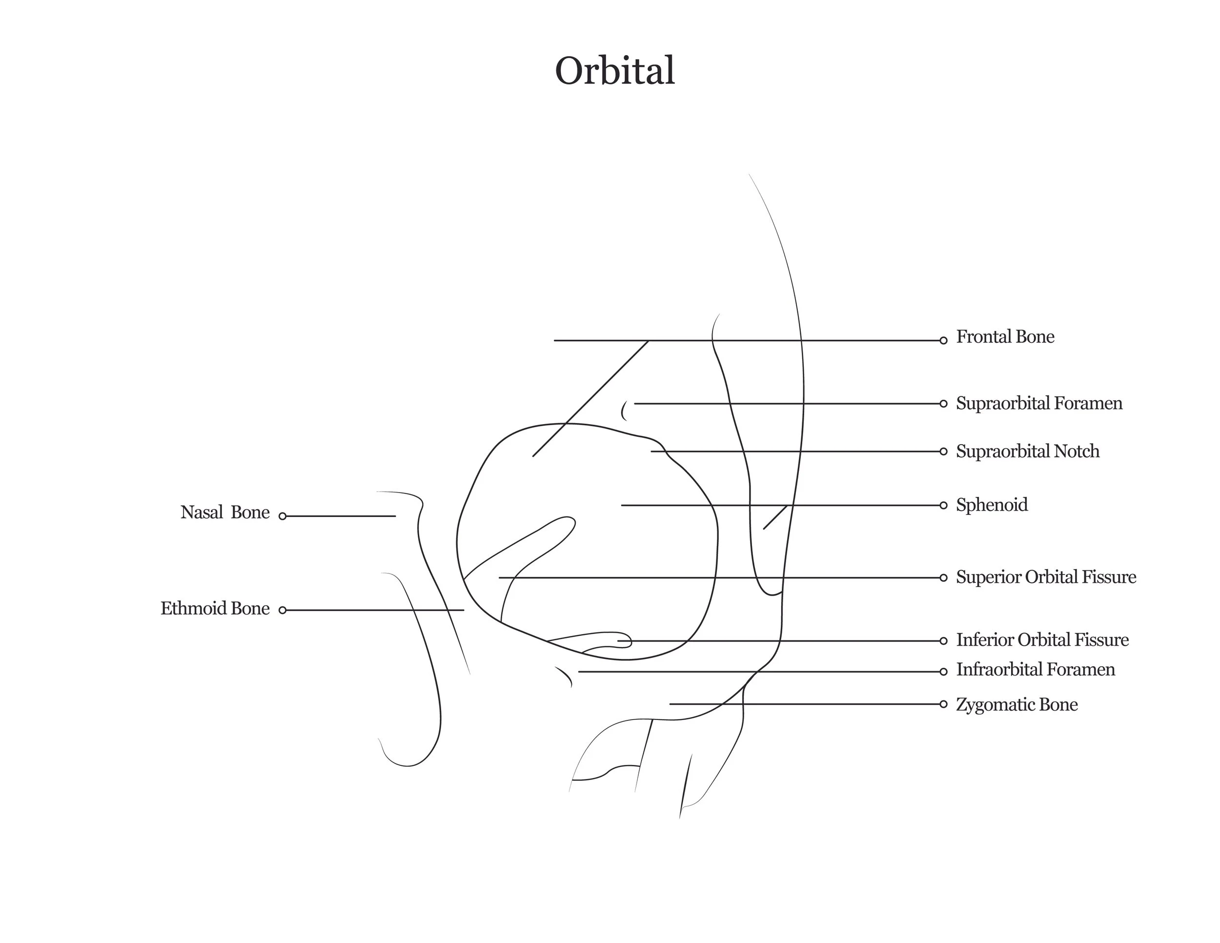 Lab dissection manual showing the orbital of a human cranium. 