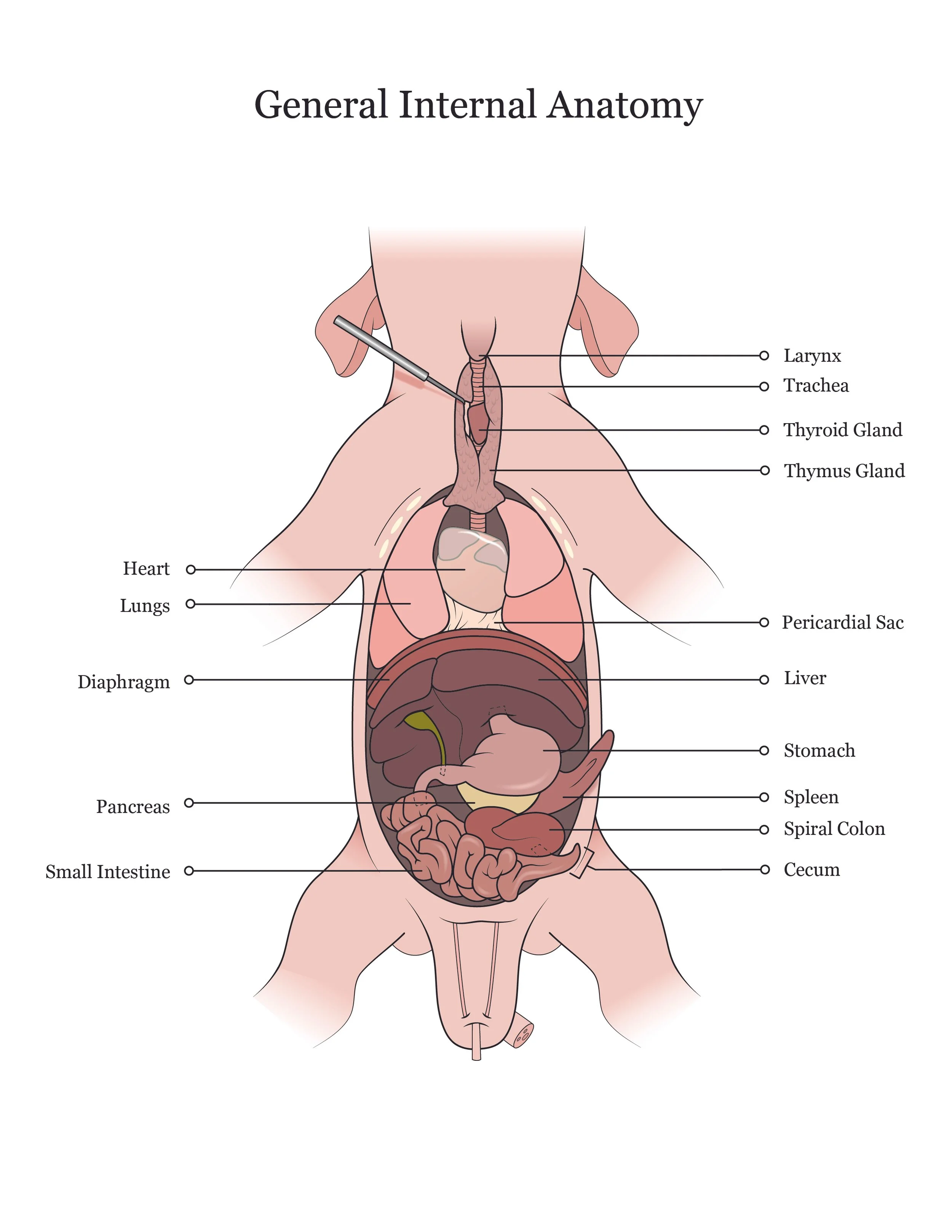 Fetal pig dissection manual showing general internal anatomy. 