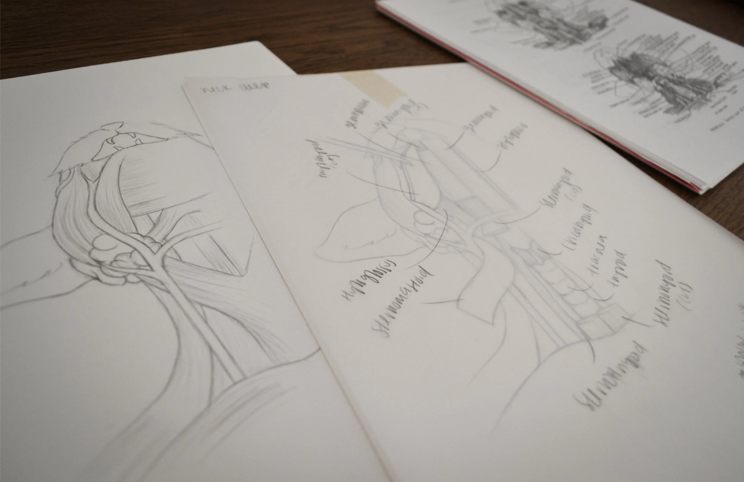 A close up of hand-drawn sketches featuring detailed anatomical diagrams of a cat's neck muscles.