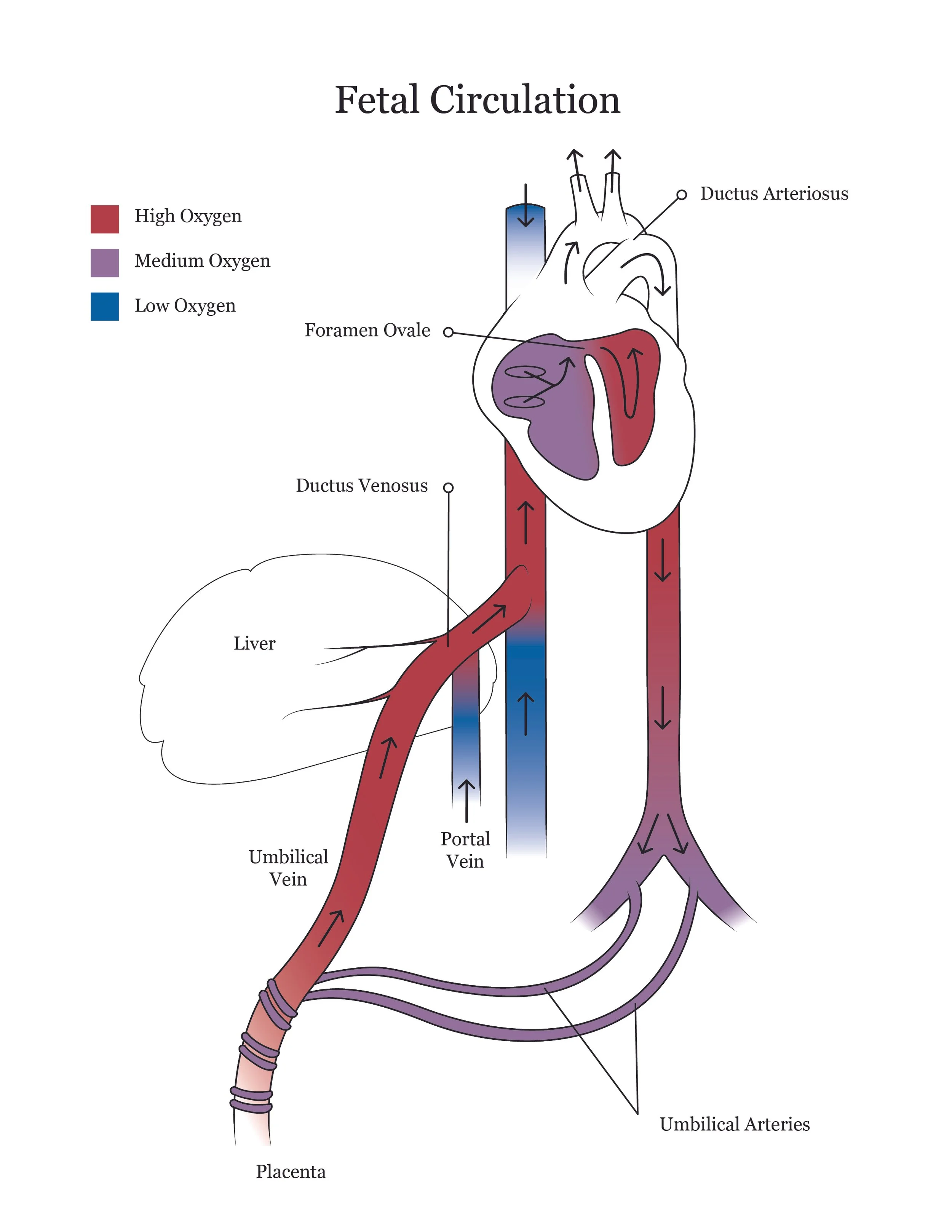 Fetal pig dissection manual showing fetal circulation. 