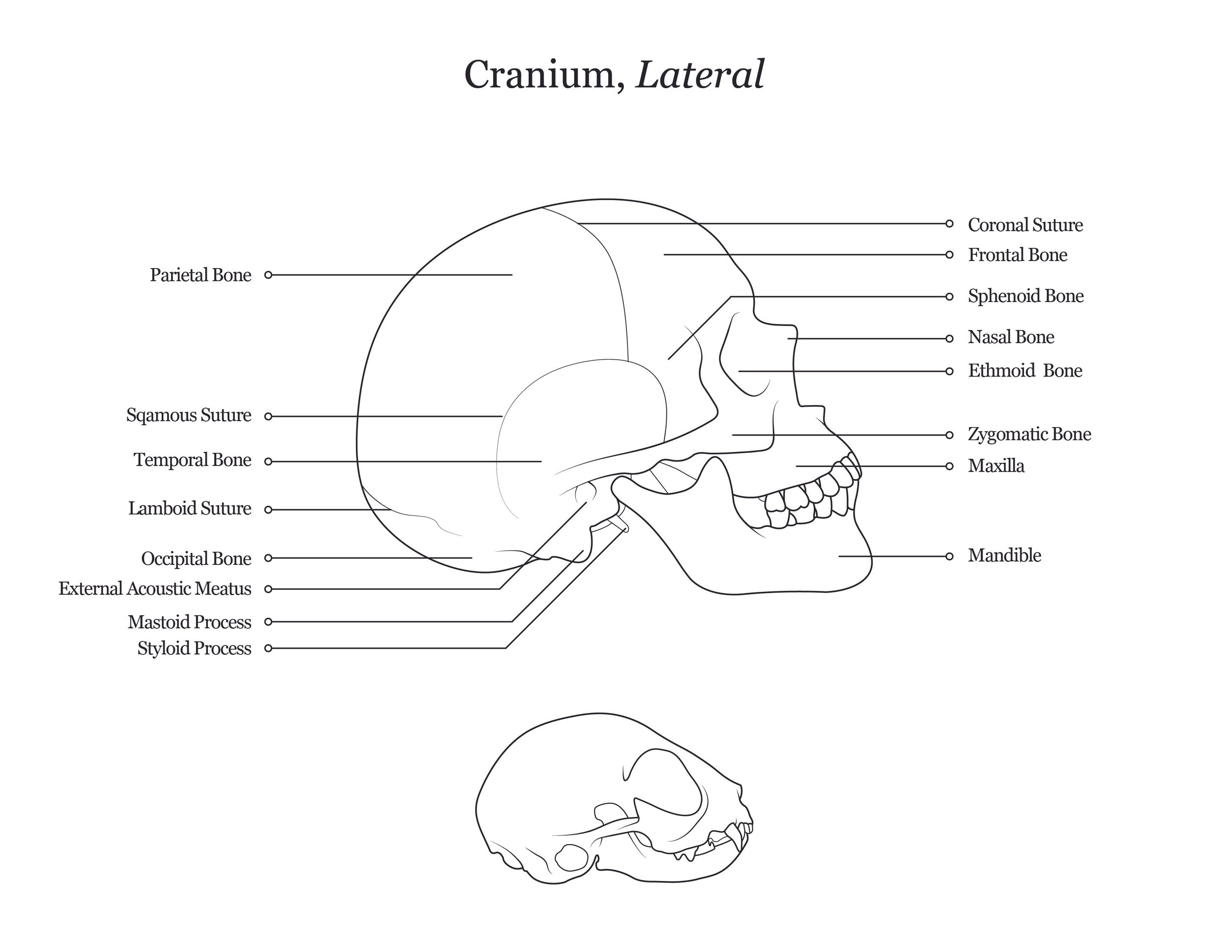 Lab dissection manual showing a lateral view of both human and cat cranium. 