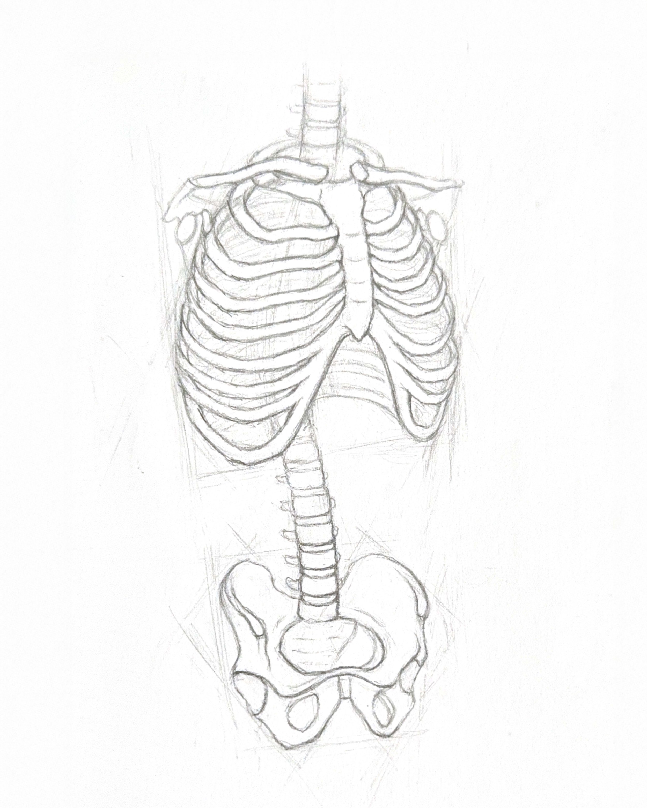 Human Spine, Ribcage & Pelvis