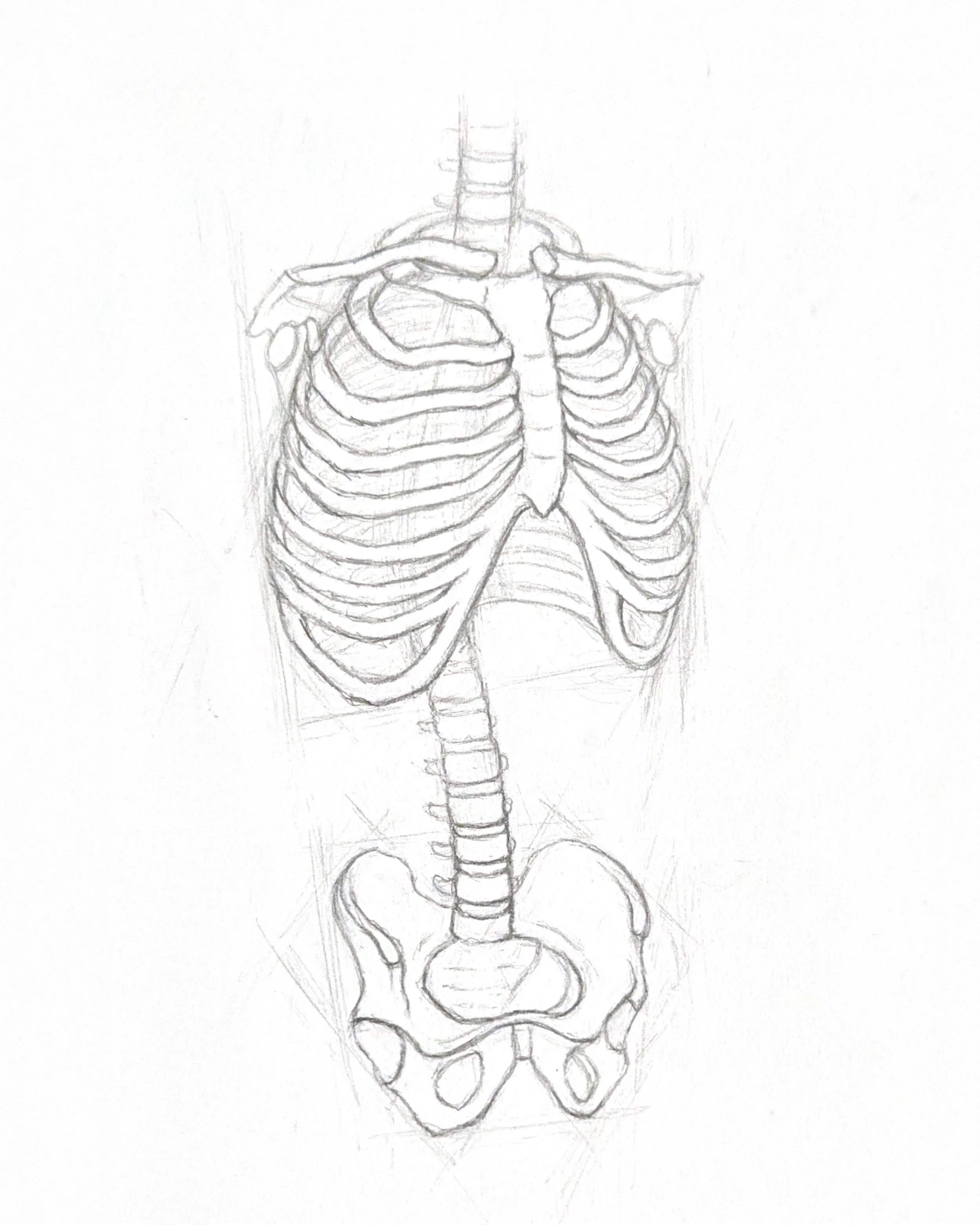 Human Spine, Ribcage & Pelvis