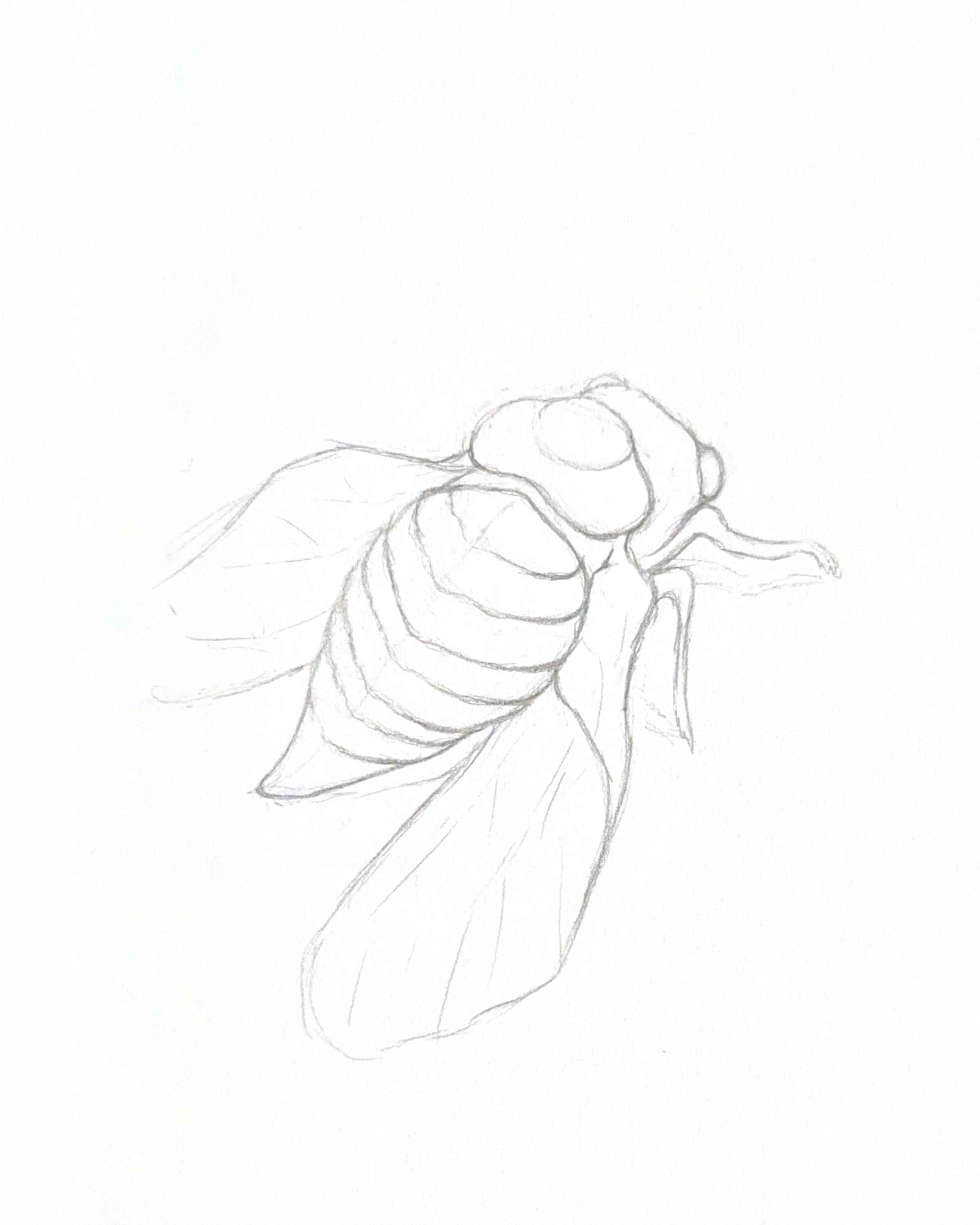 Cicada Study