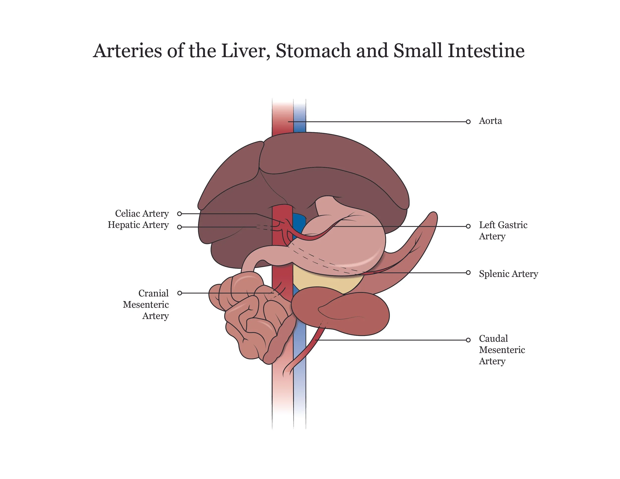 Fetal pig dissection manual showing arteries of the liver, stomach and small intestine. 