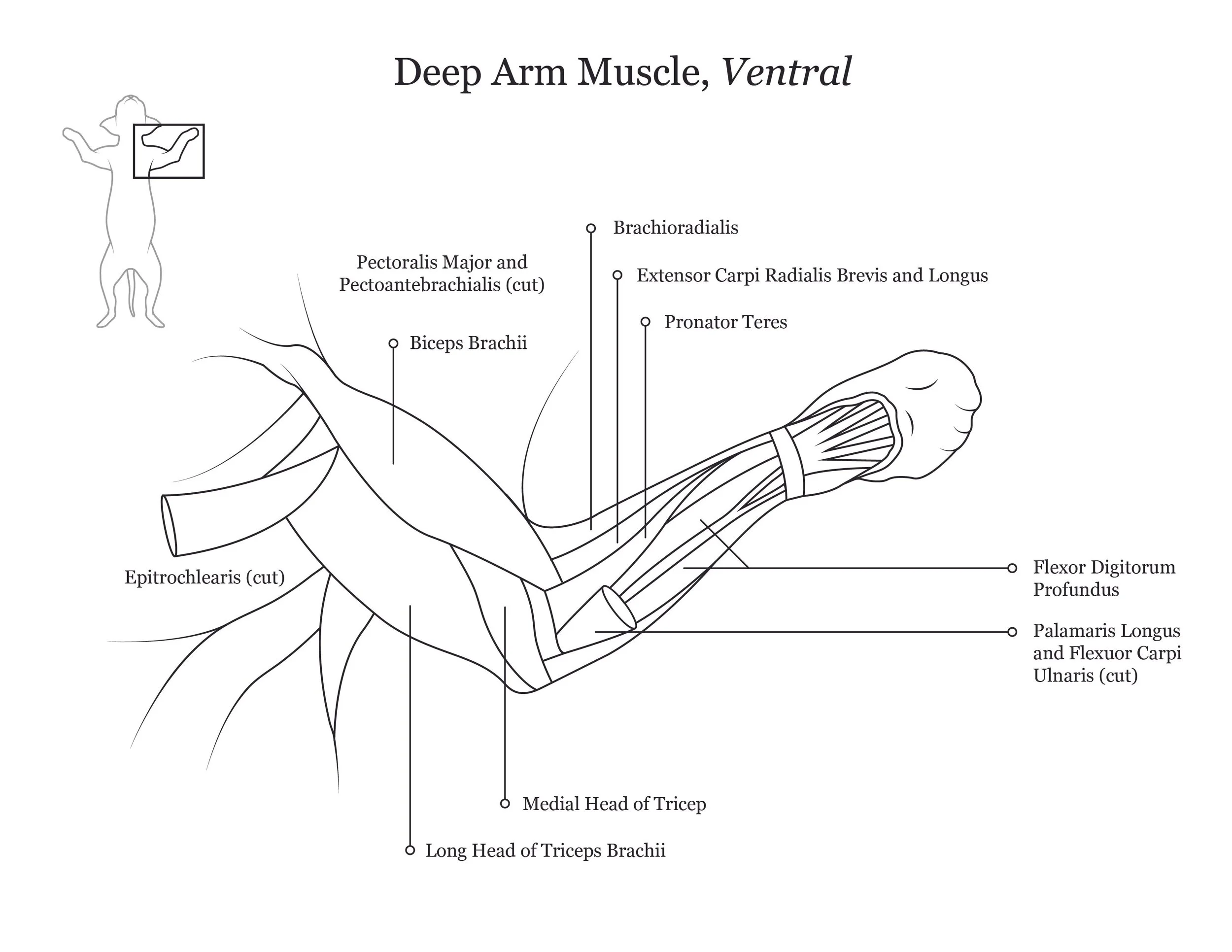 Cat dissection manual showing a ventral view of deep arm muscles. 