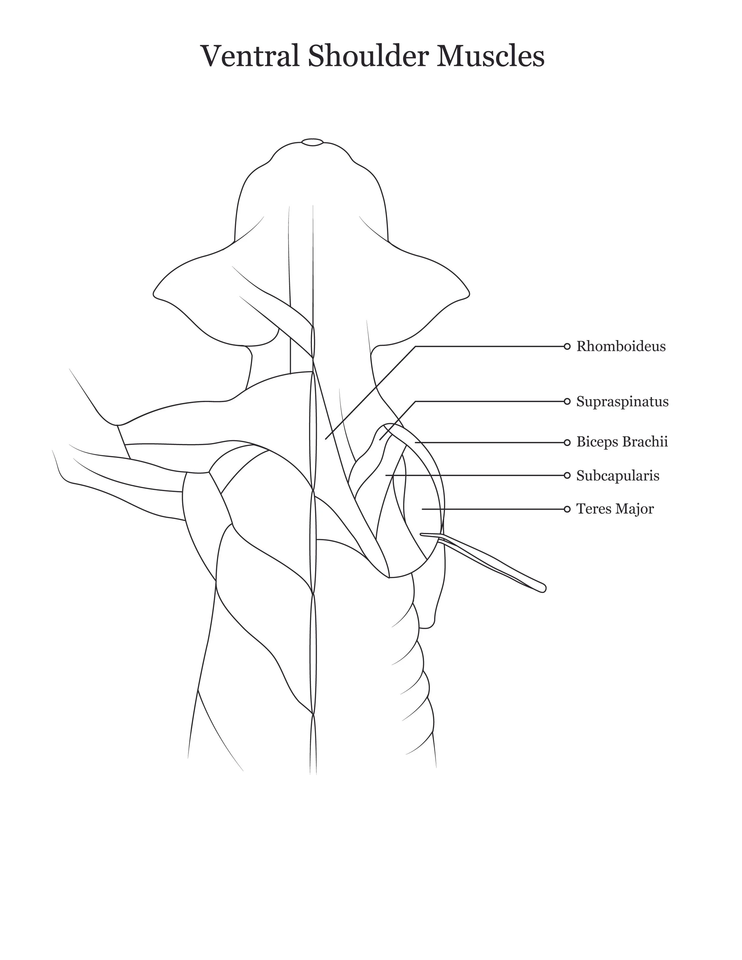Cat dissection manual showing ventral shoulder muscles. 